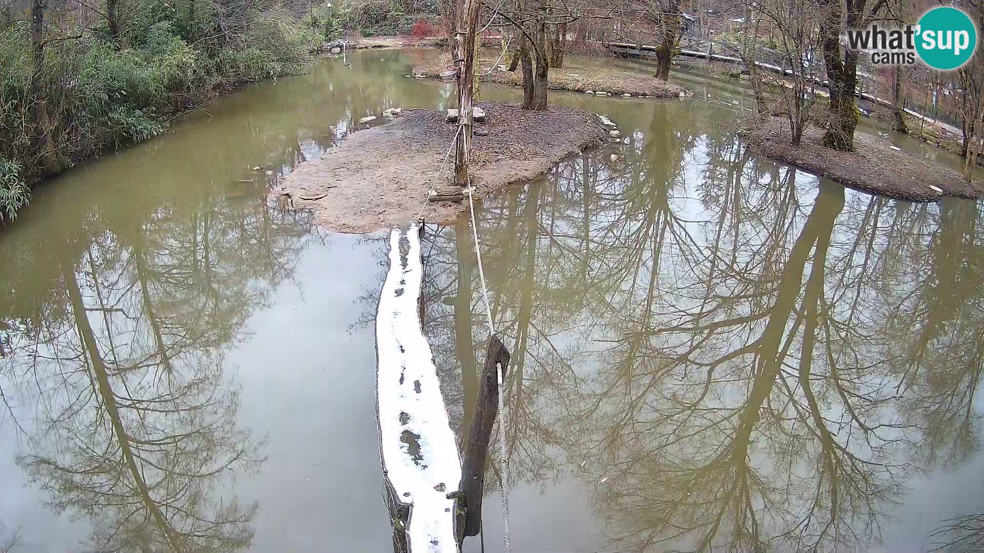 Lémur rufo blanco y negro – Ljubljana Zoo en vivo