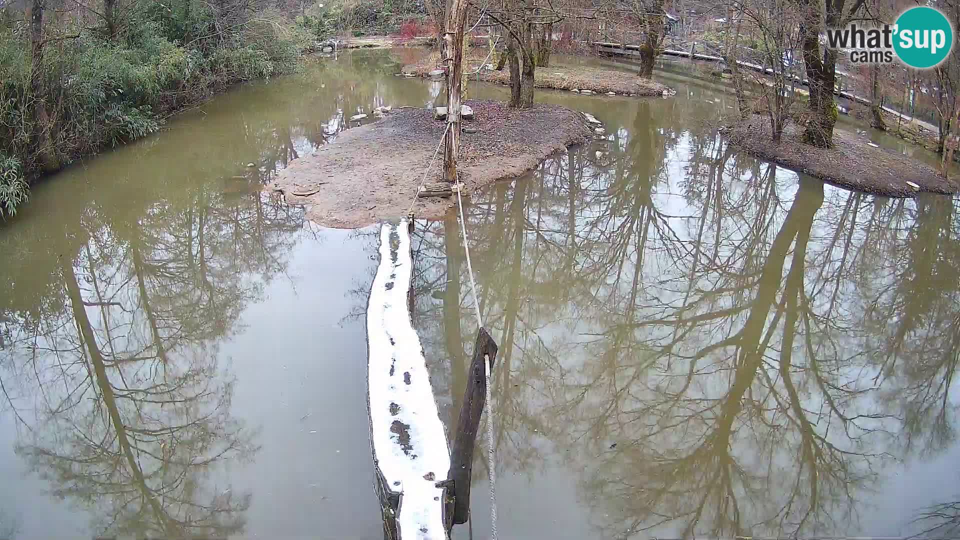 Navadni vari u živo – Ljubljana zoo