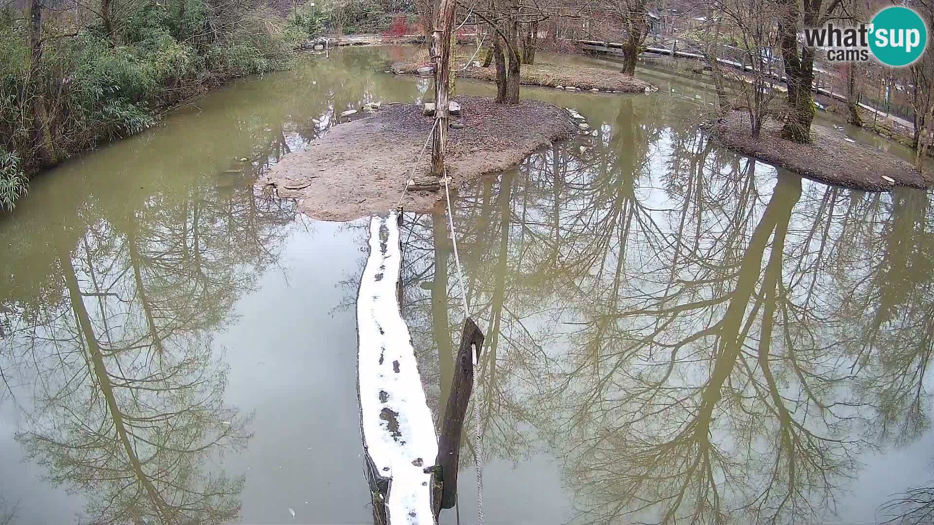 Vari bianconero Zoo Ljubljana webcam