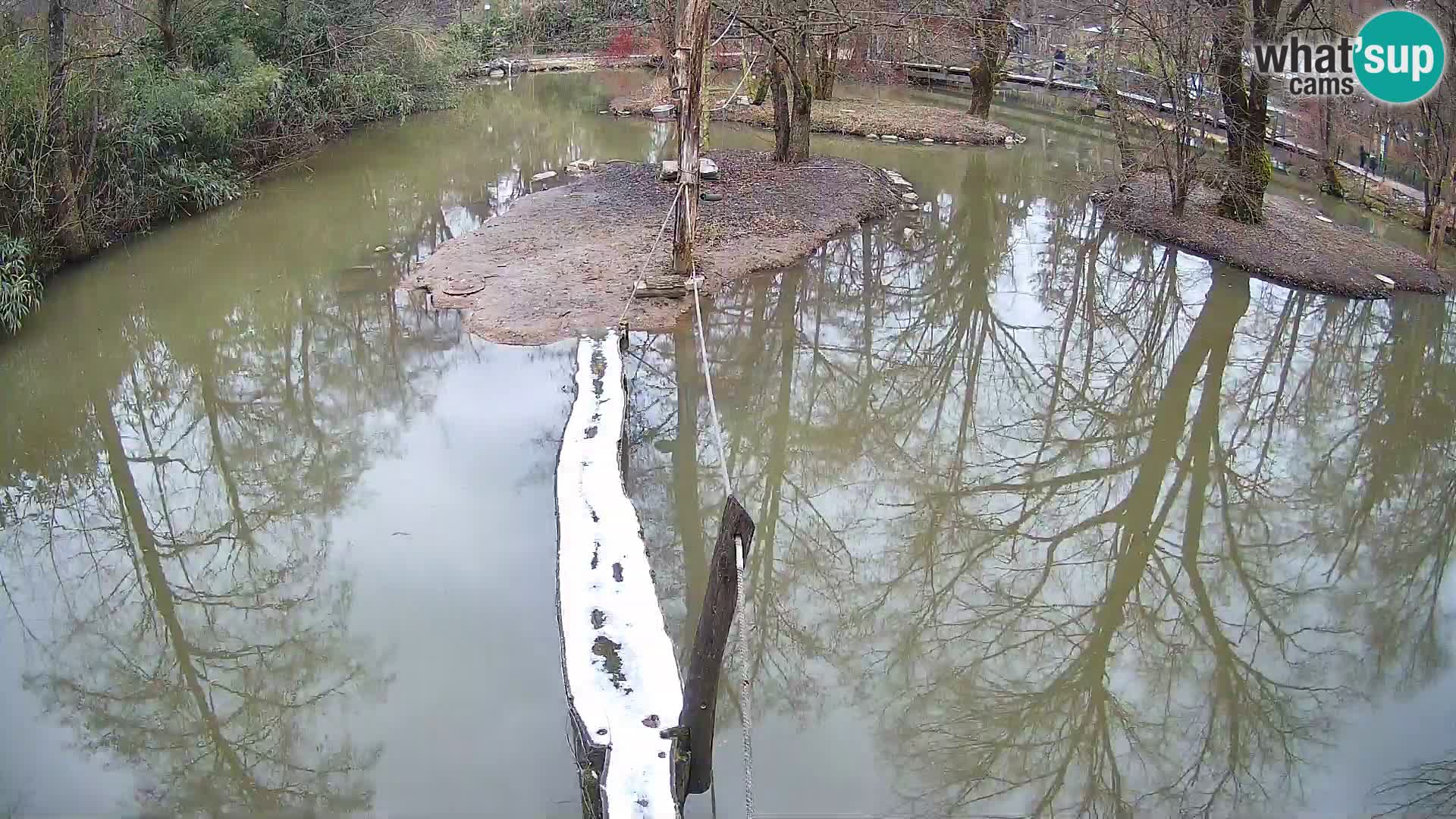 Navadni vari u živo – Ljubljana zoo