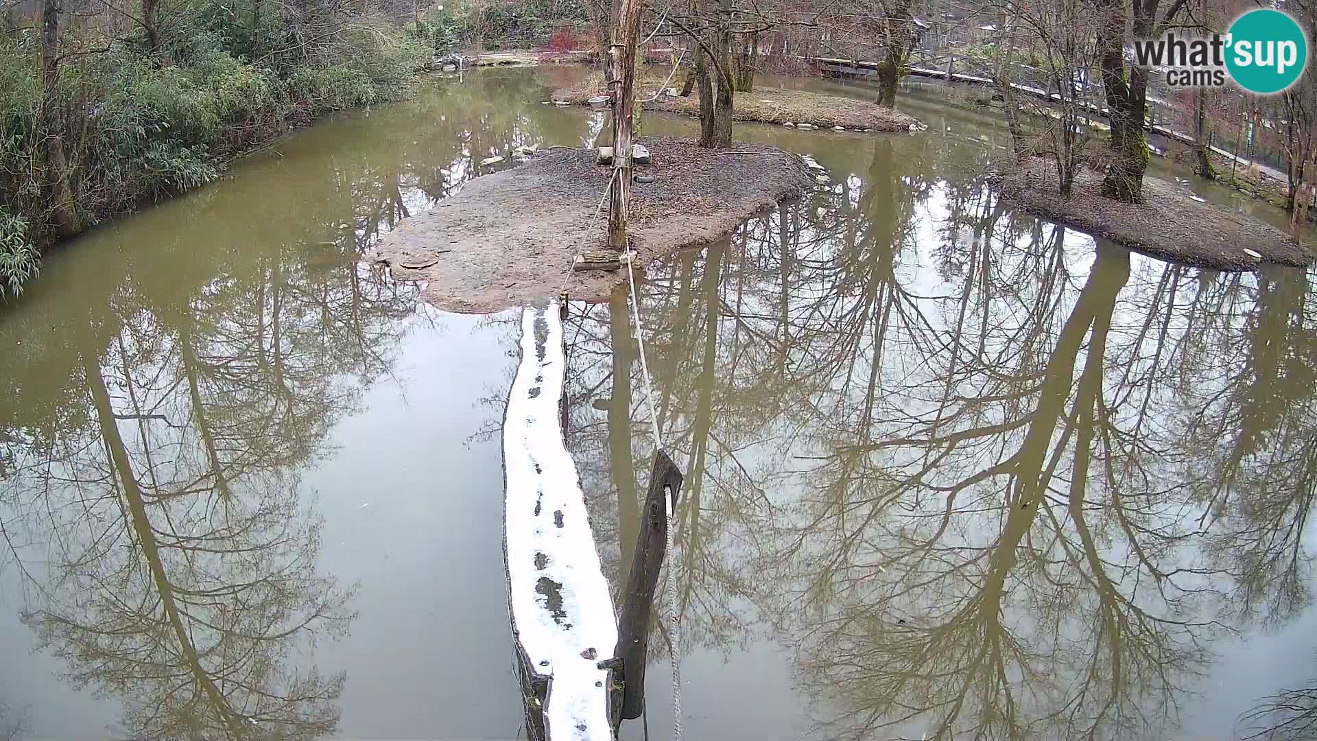 Schwarzweiße Vari Zoo Ljubljana webcam