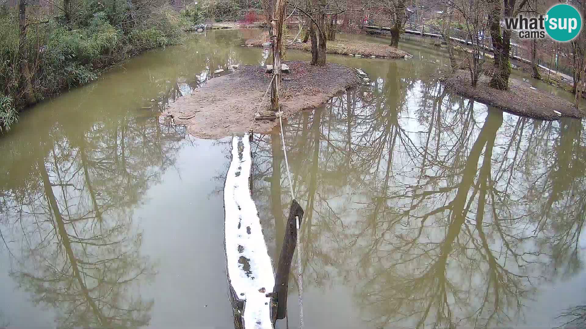 Vari noir et blanc – Ljubljana ZOO  livecam