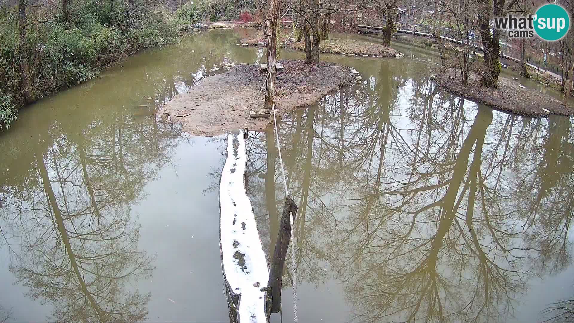 Vari noir et blanc – Ljubljana ZOO  livecam