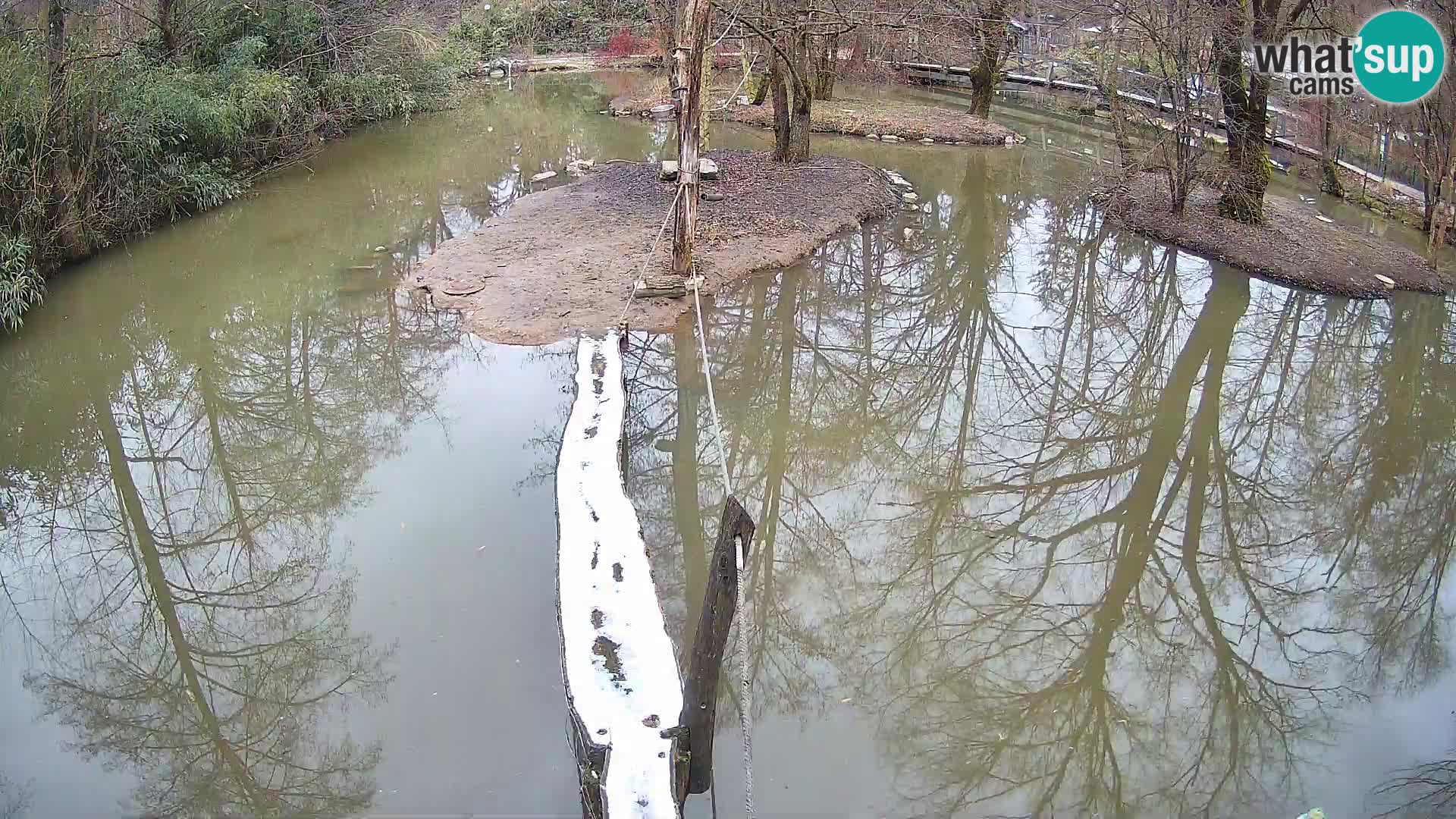 Schwarzweiße Vari Zoo Ljubljana webcam