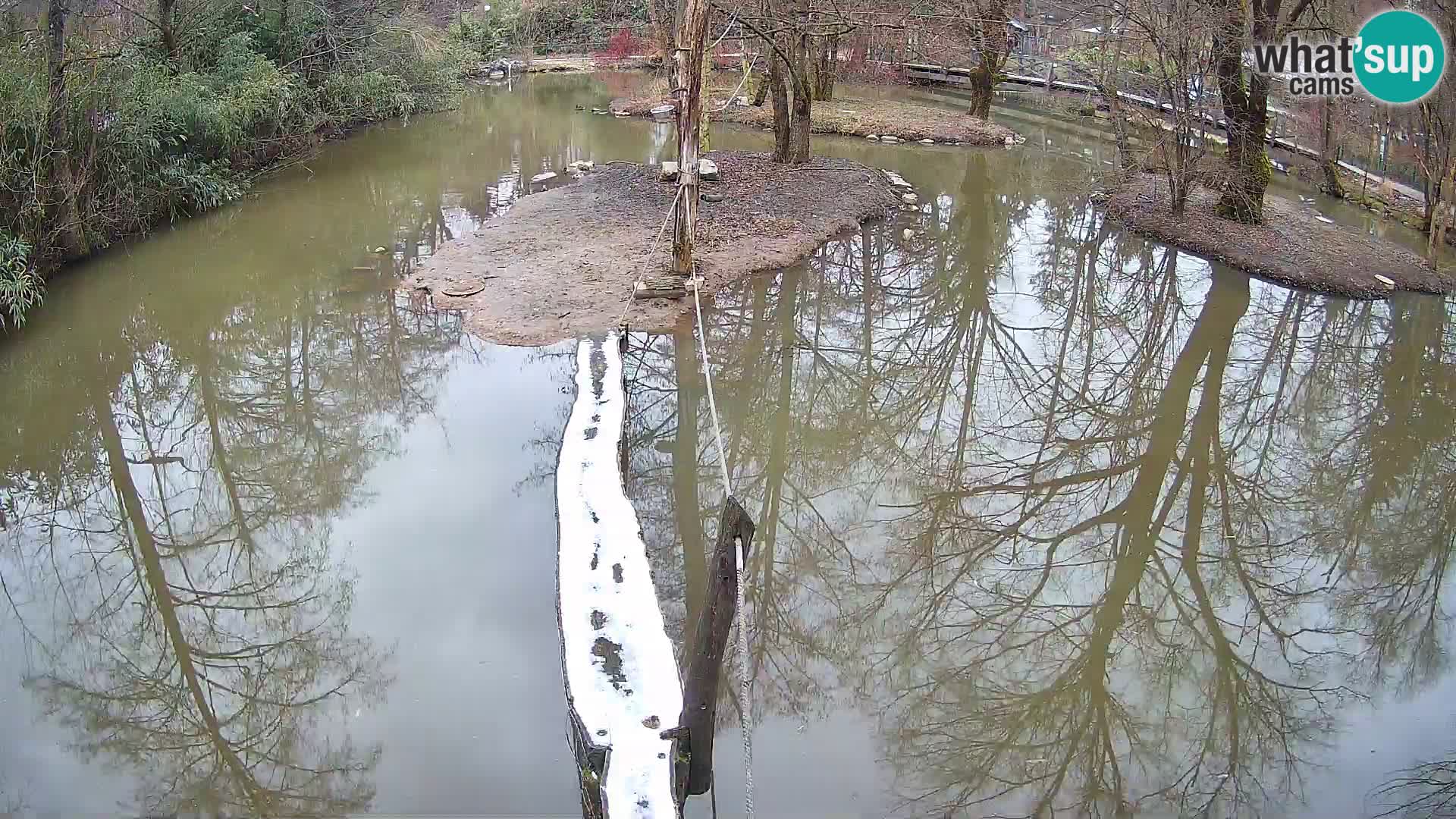 Black and white ruffed lemur Ljubljana Zoo live cam