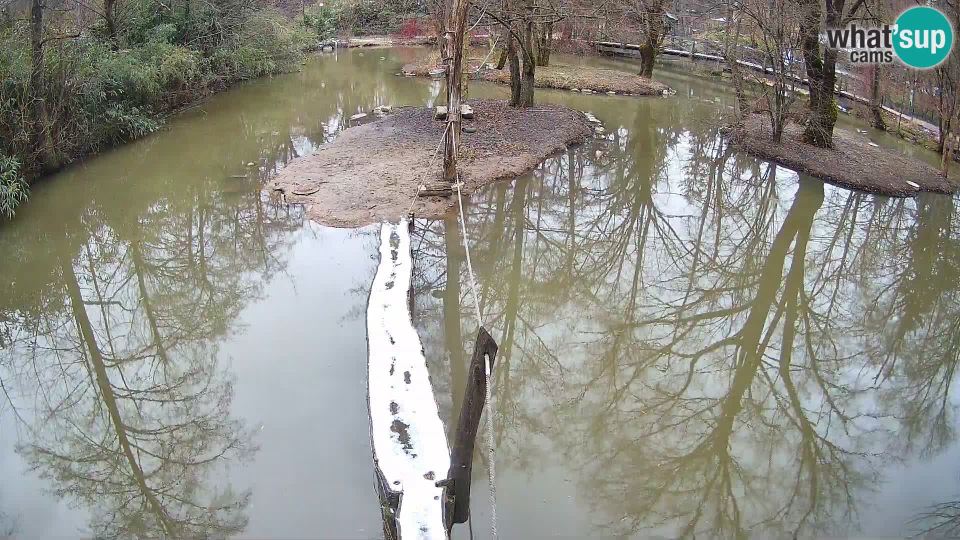 Lémur rufo blanco y negro – Ljubljana Zoo en vivo