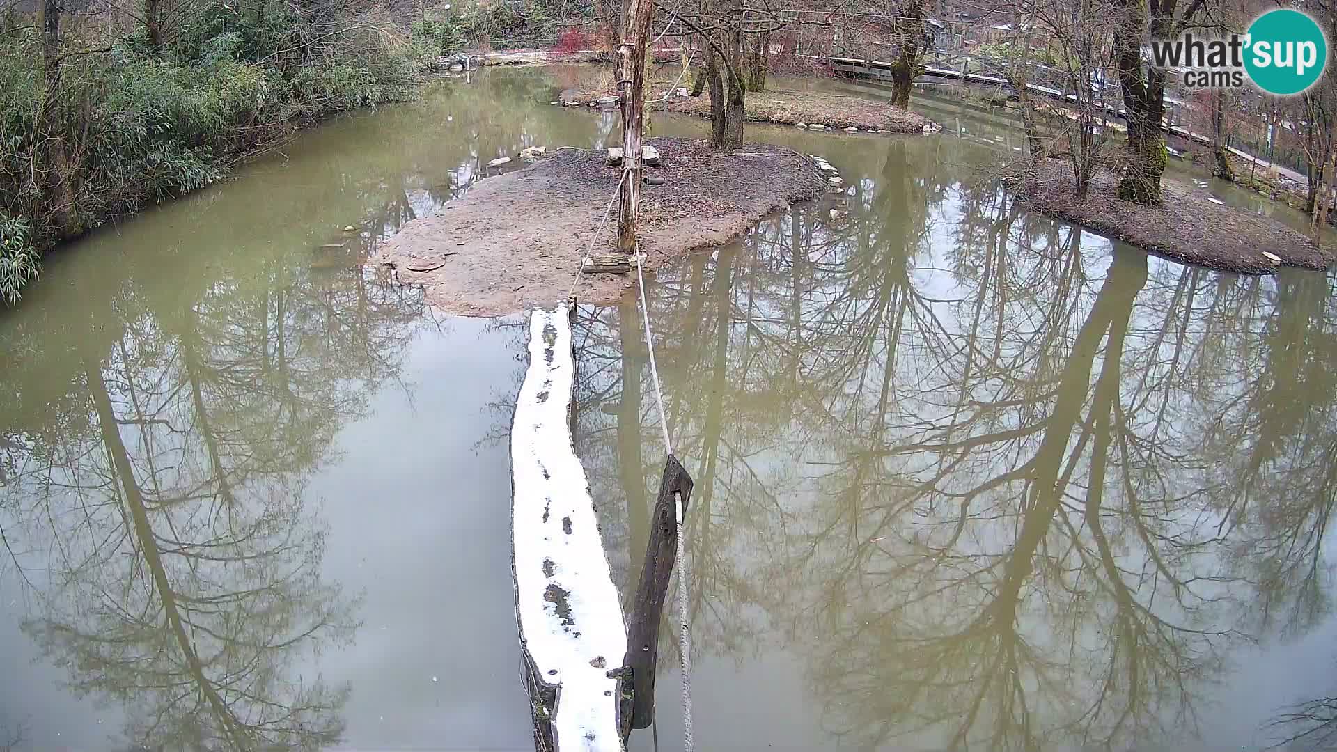 Black and white ruffed lemur Ljubljana Zoo live cam