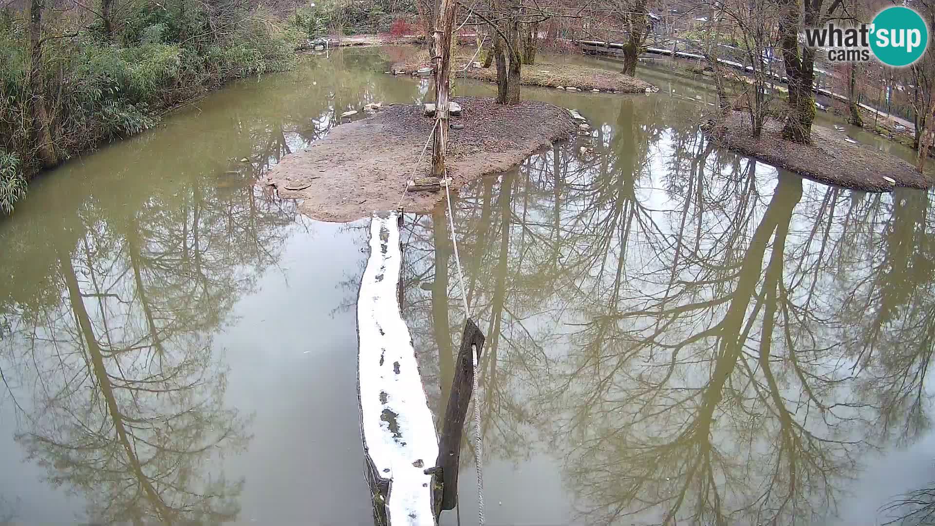 Vari bianconero Zoo Ljubljana webcam