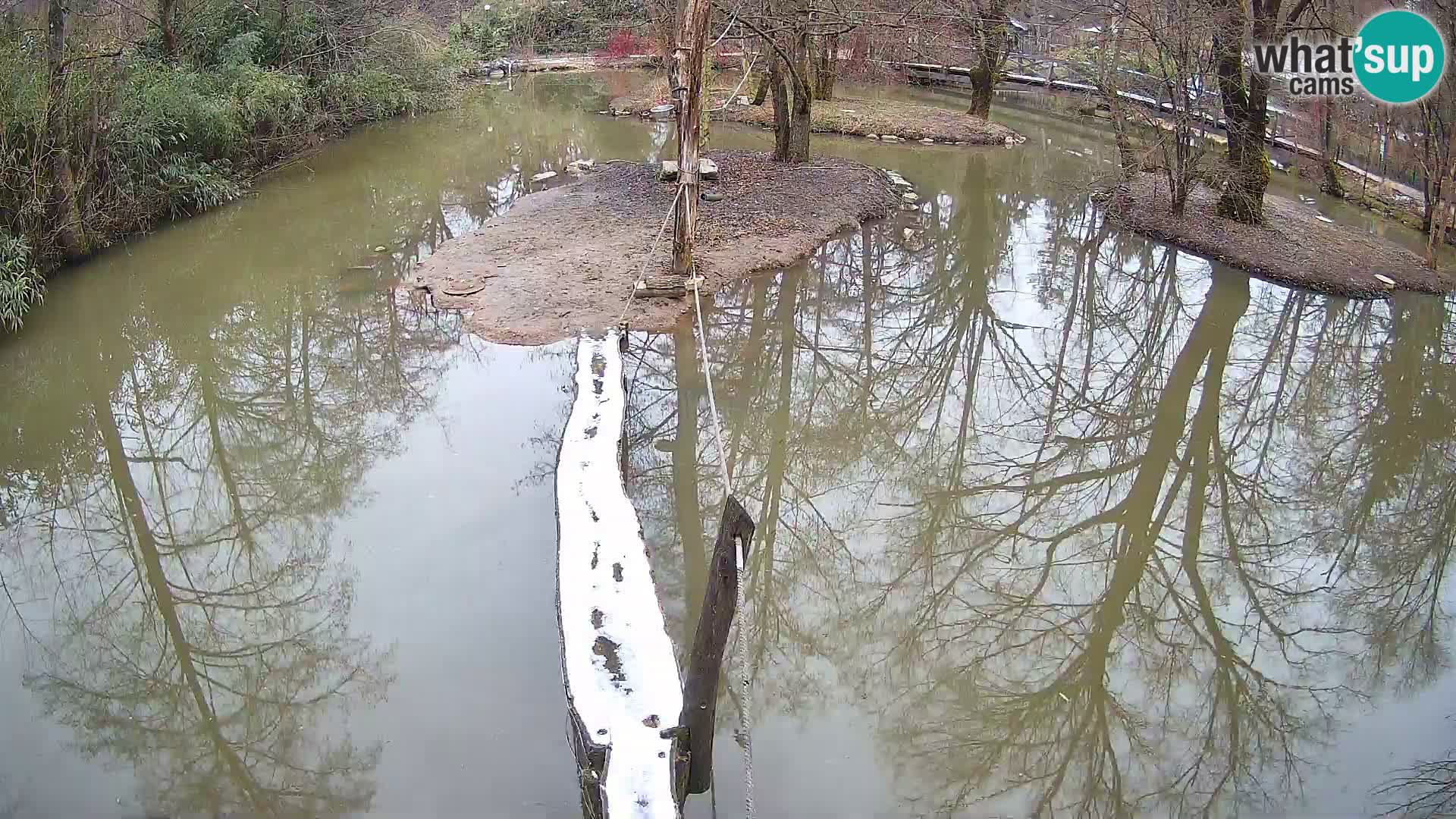 Black and white ruffed lemur Ljubljana Zoo live cam