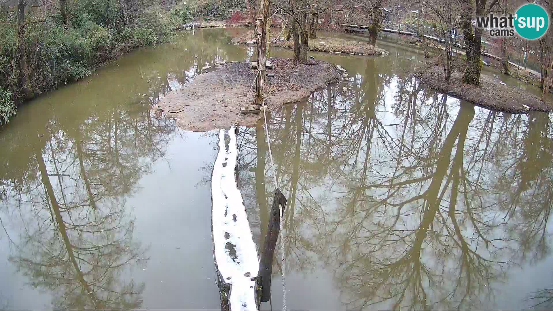 Vari noir et blanc – Ljubljana ZOO  livecam