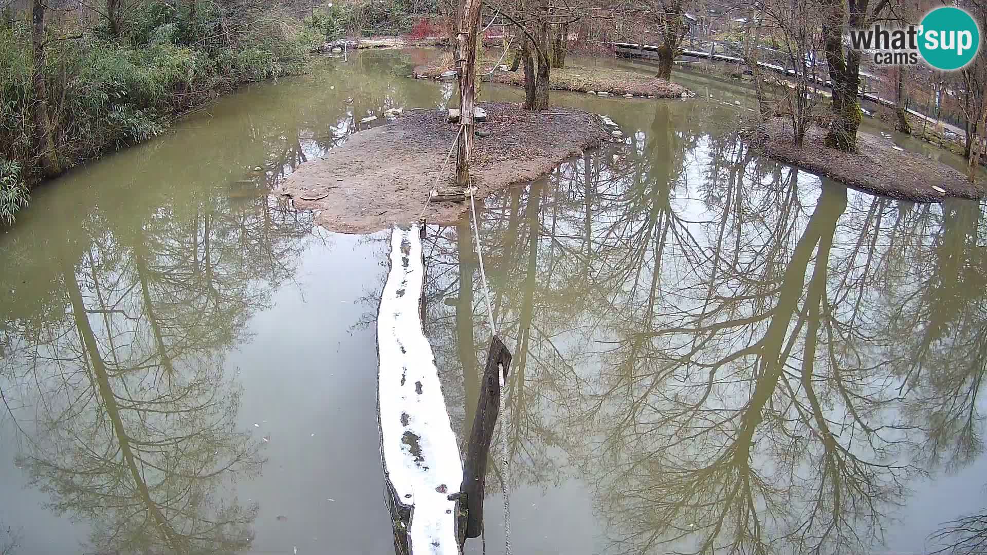 Navadni vari u živo – Ljubljana zoo