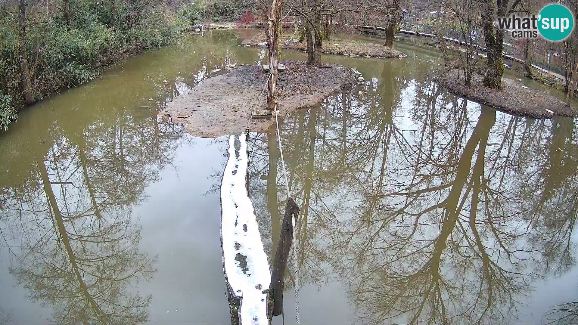 Navadni vari u živo – Ljubljana zoo