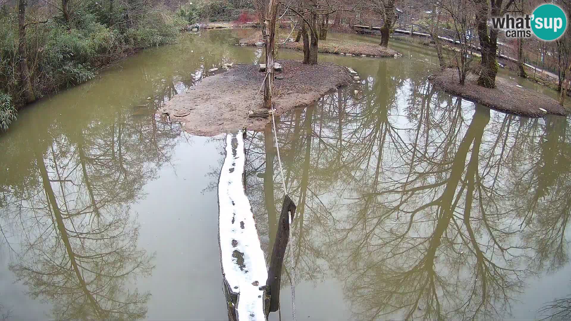 Vari bianconero Zoo Ljubljana webcam