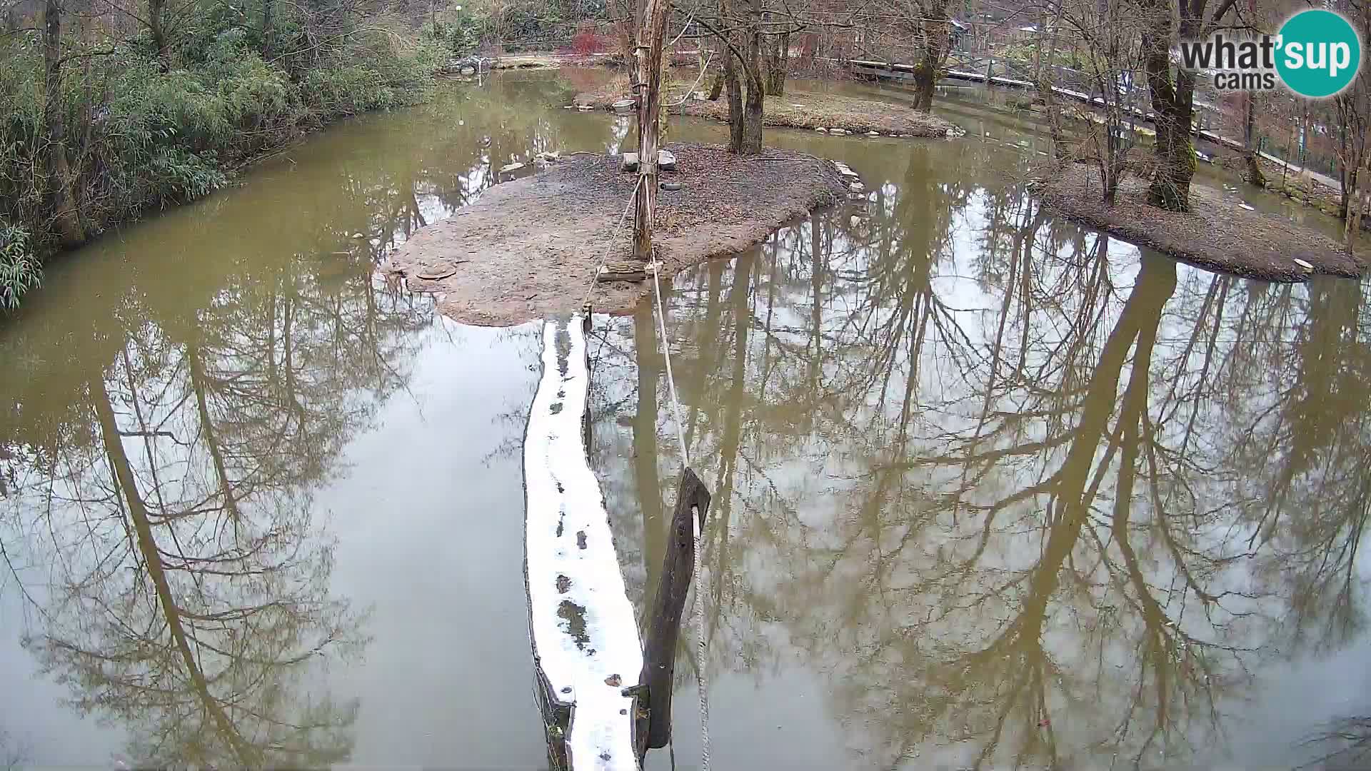 Vari noir et blanc – Ljubljana ZOO  livecam