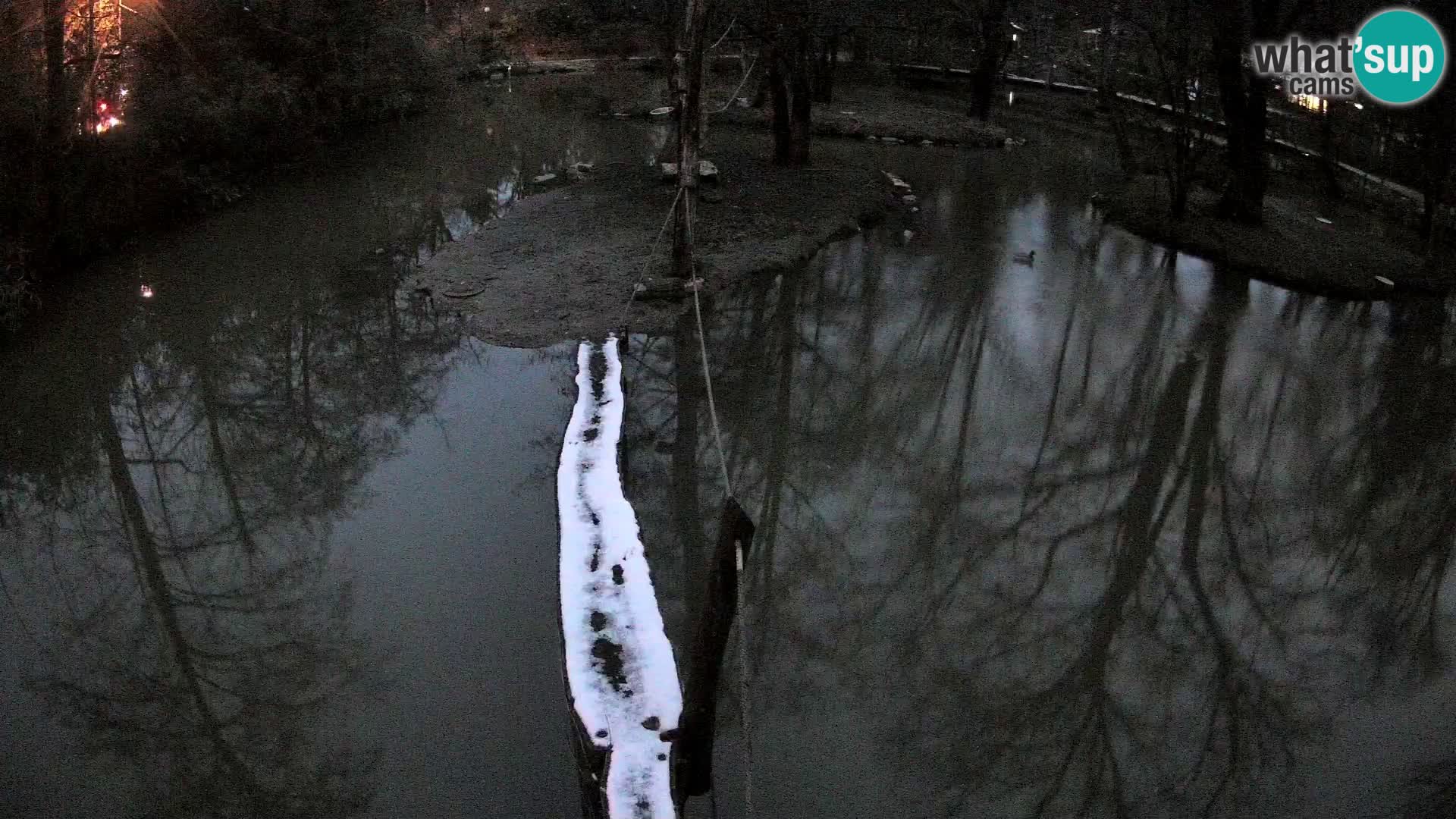 Vari noir et blanc – Ljubljana ZOO  livecam