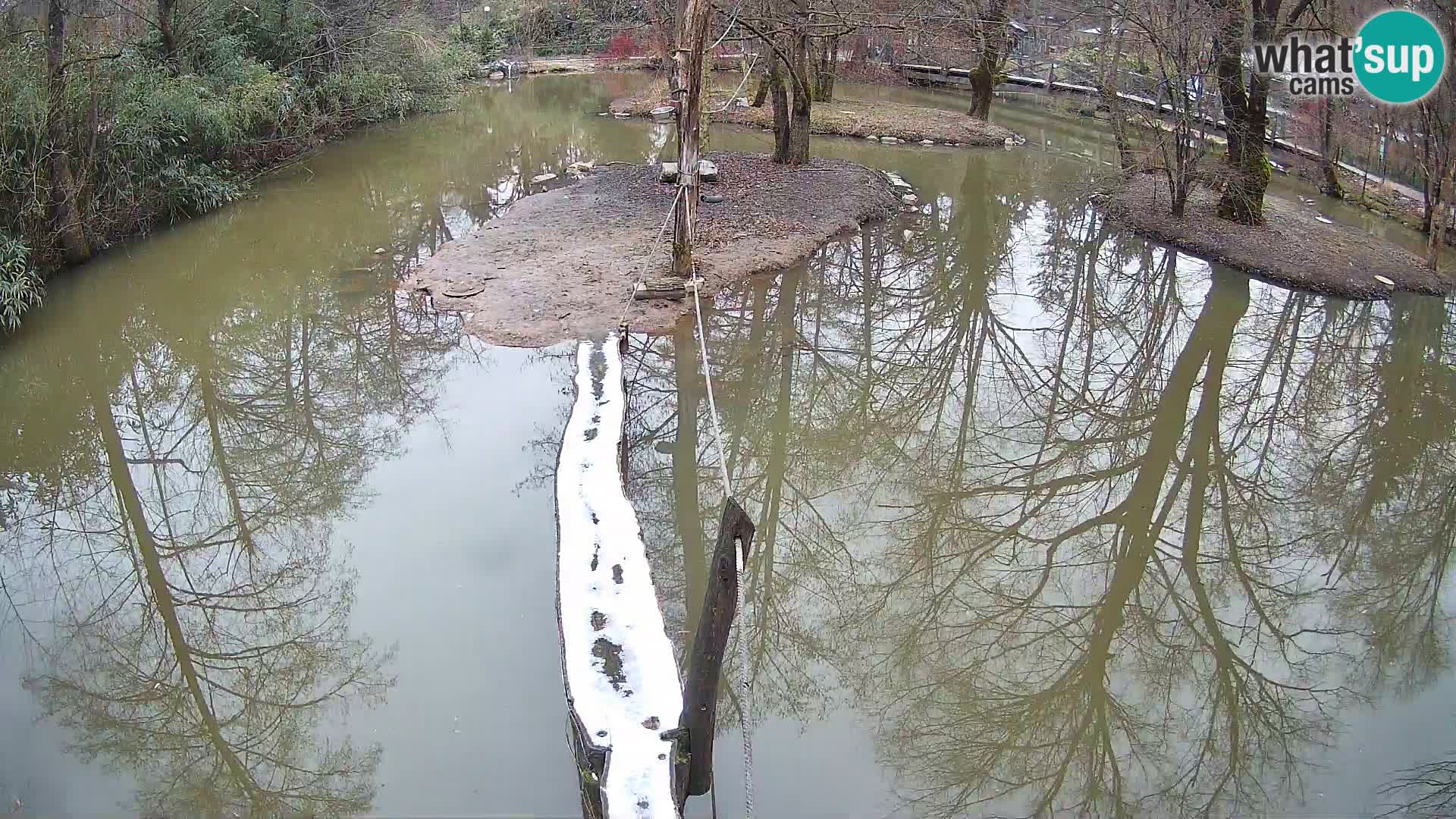 Navadni vari u živo – Ljubljana zoo