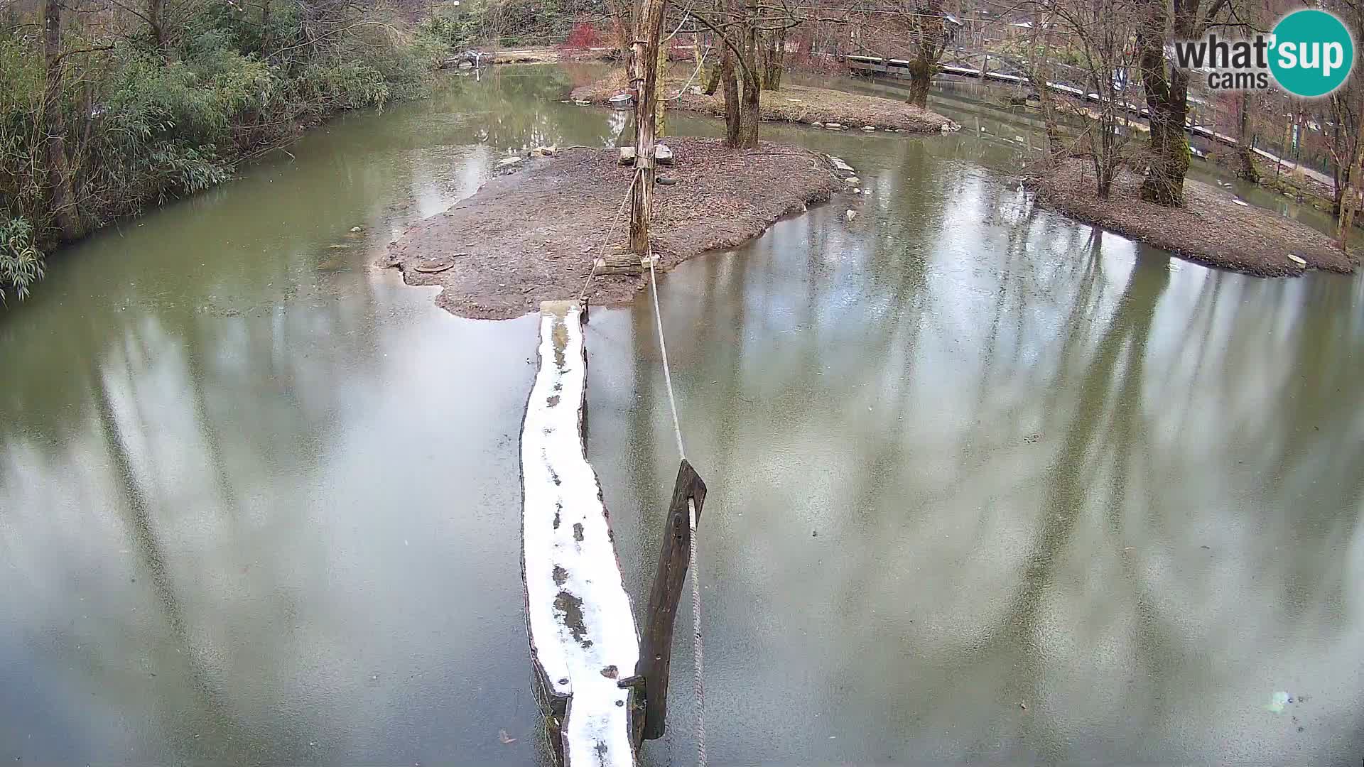 Vari bianconero Zoo Ljubljana webcam