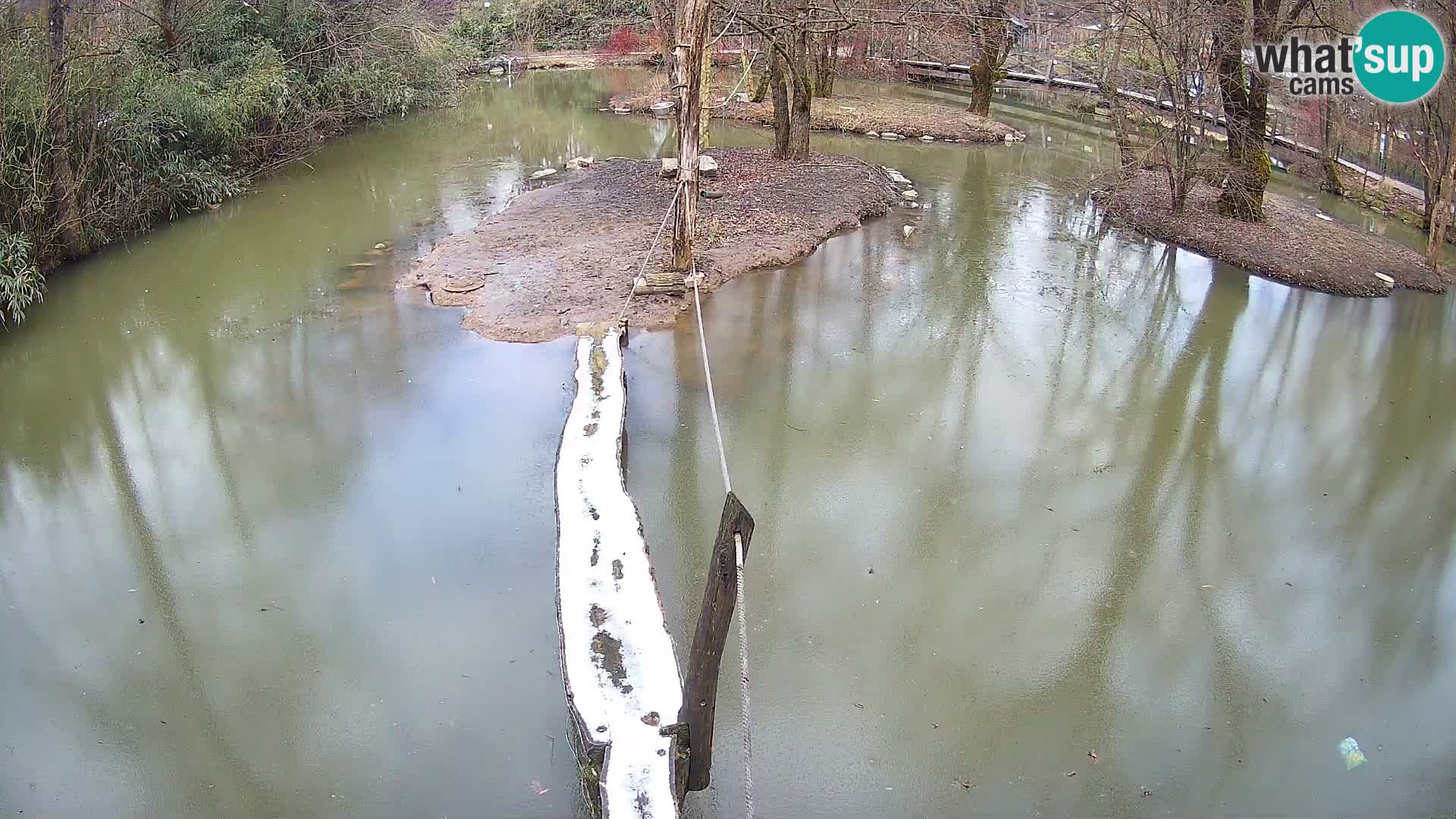 Black and white ruffed lemur Ljubljana Zoo live cam