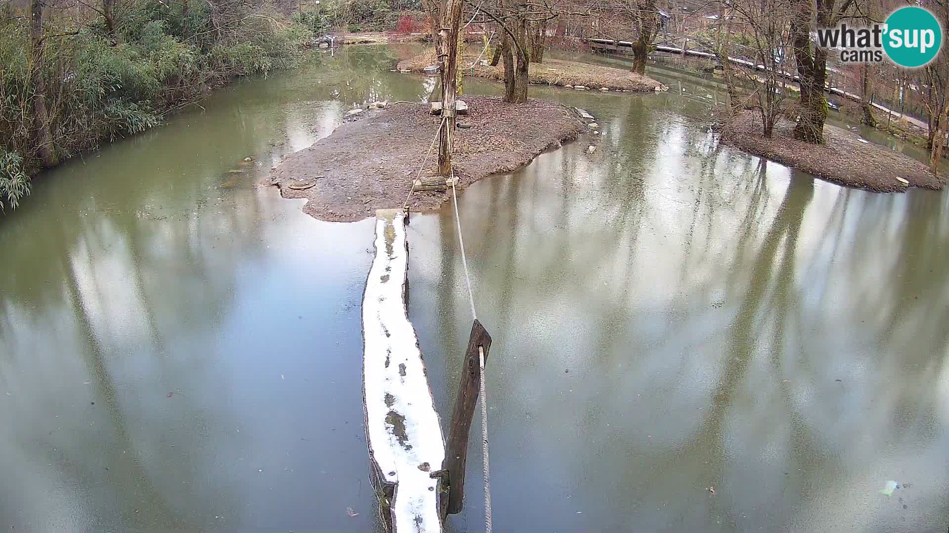 Vari bianconero Zoo Ljubljana webcam