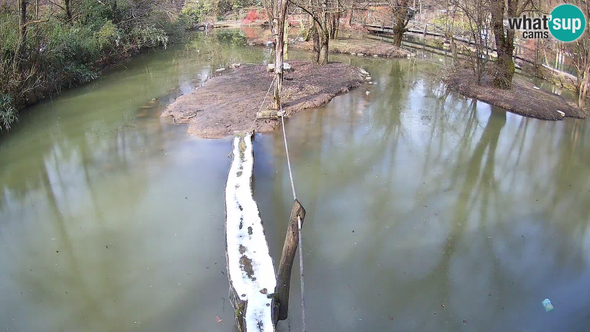 Lémur rufo blanco y negro – Ljubljana Zoo en vivo