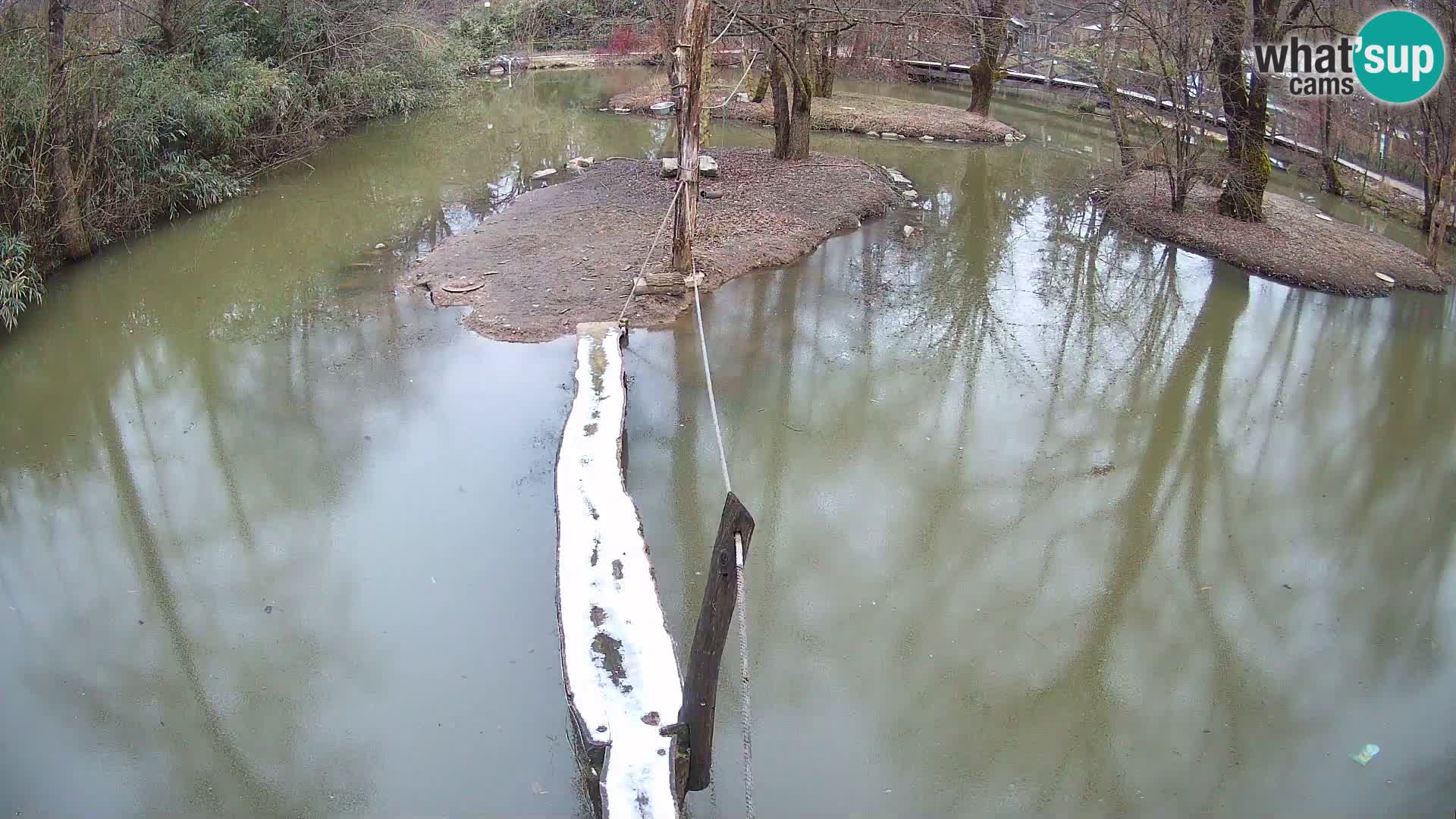 Vari bianconero Zoo Ljubljana webcam