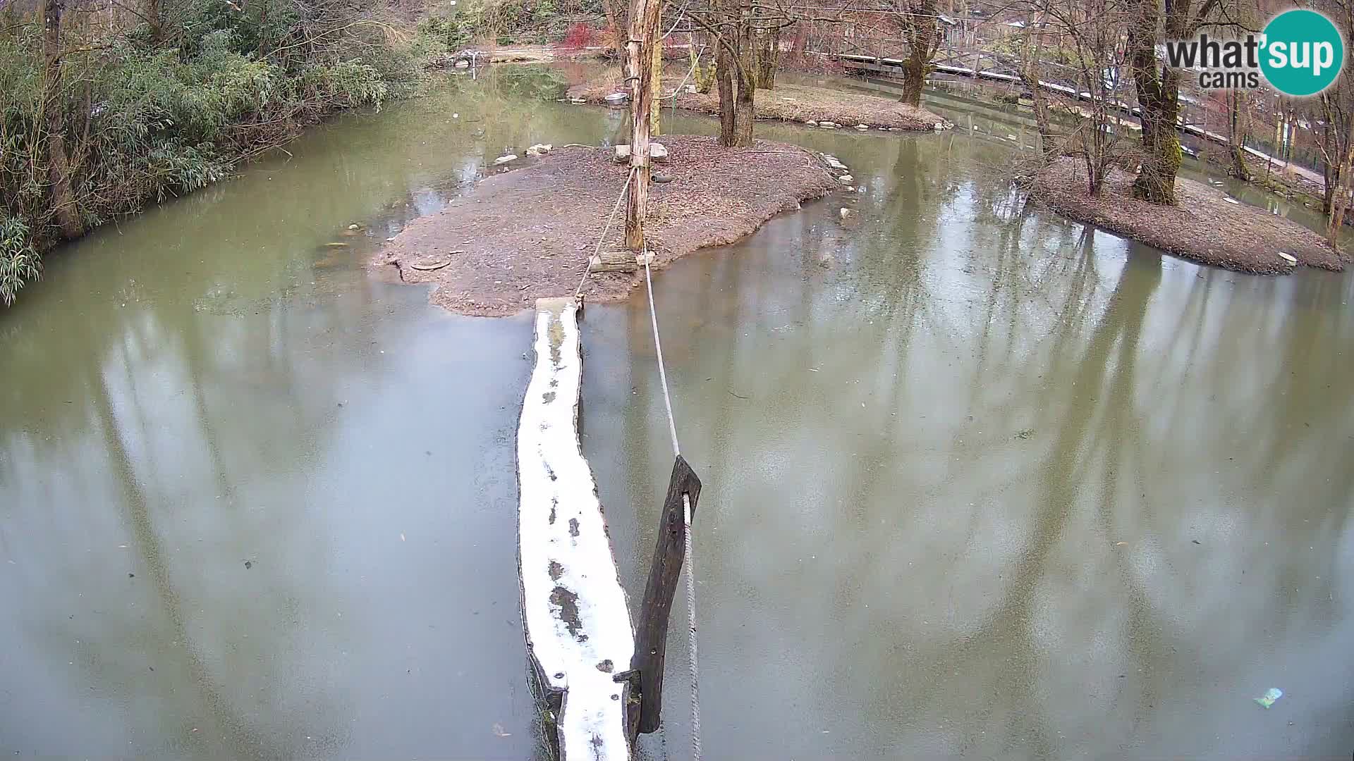 Black and white ruffed lemur Ljubljana Zoo live cam