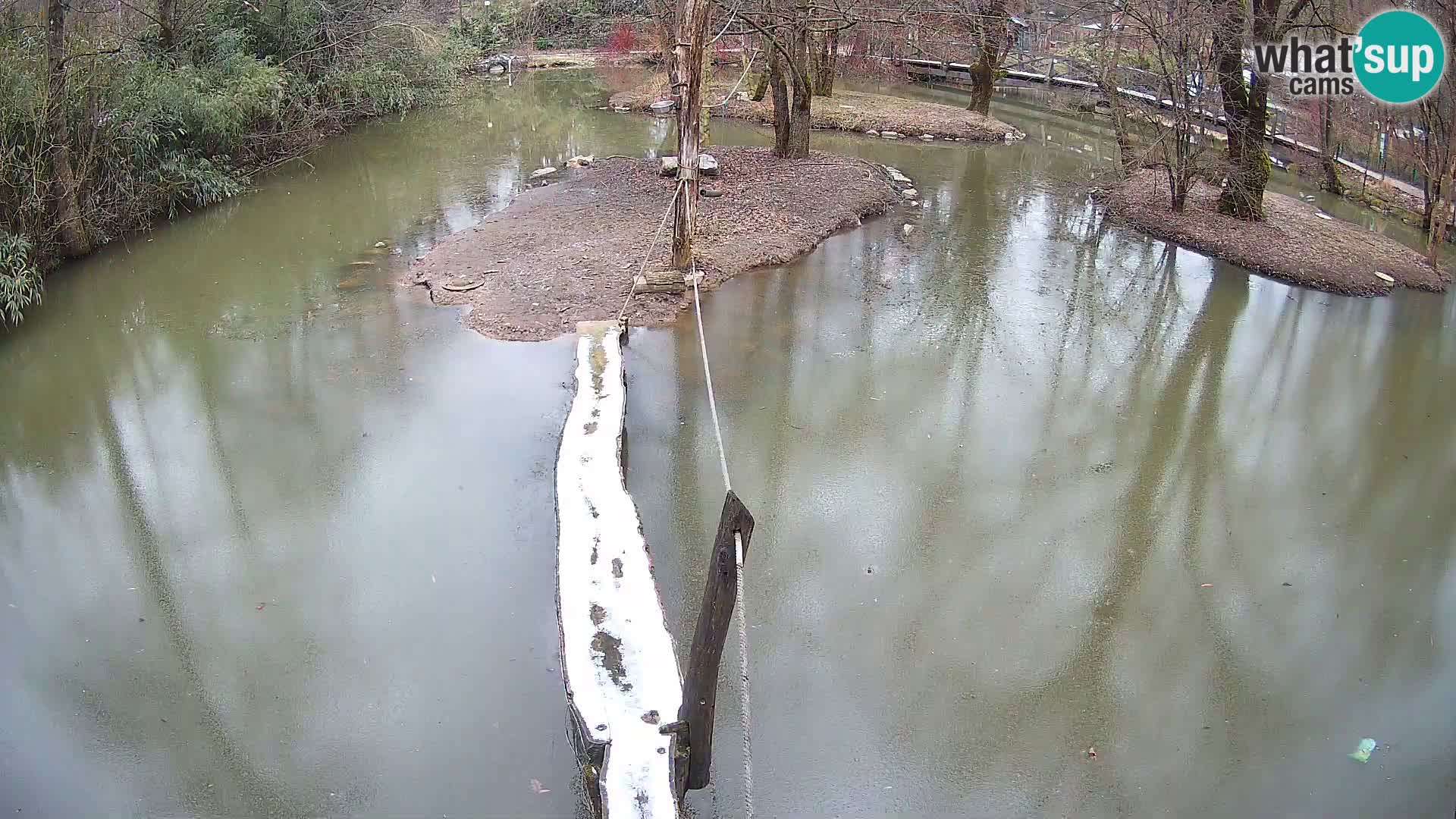 Navadni vari u živo – Ljubljana zoo