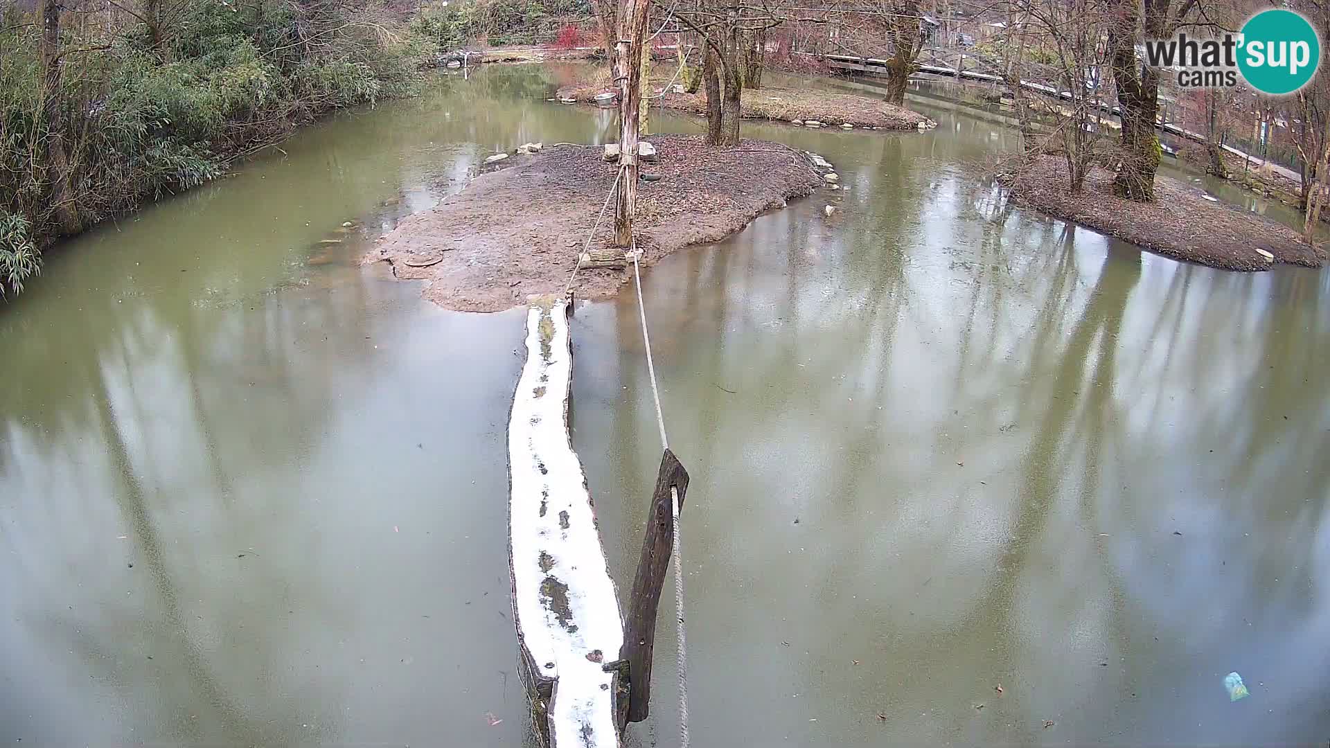 Vari bianconero Zoo Ljubljana webcam