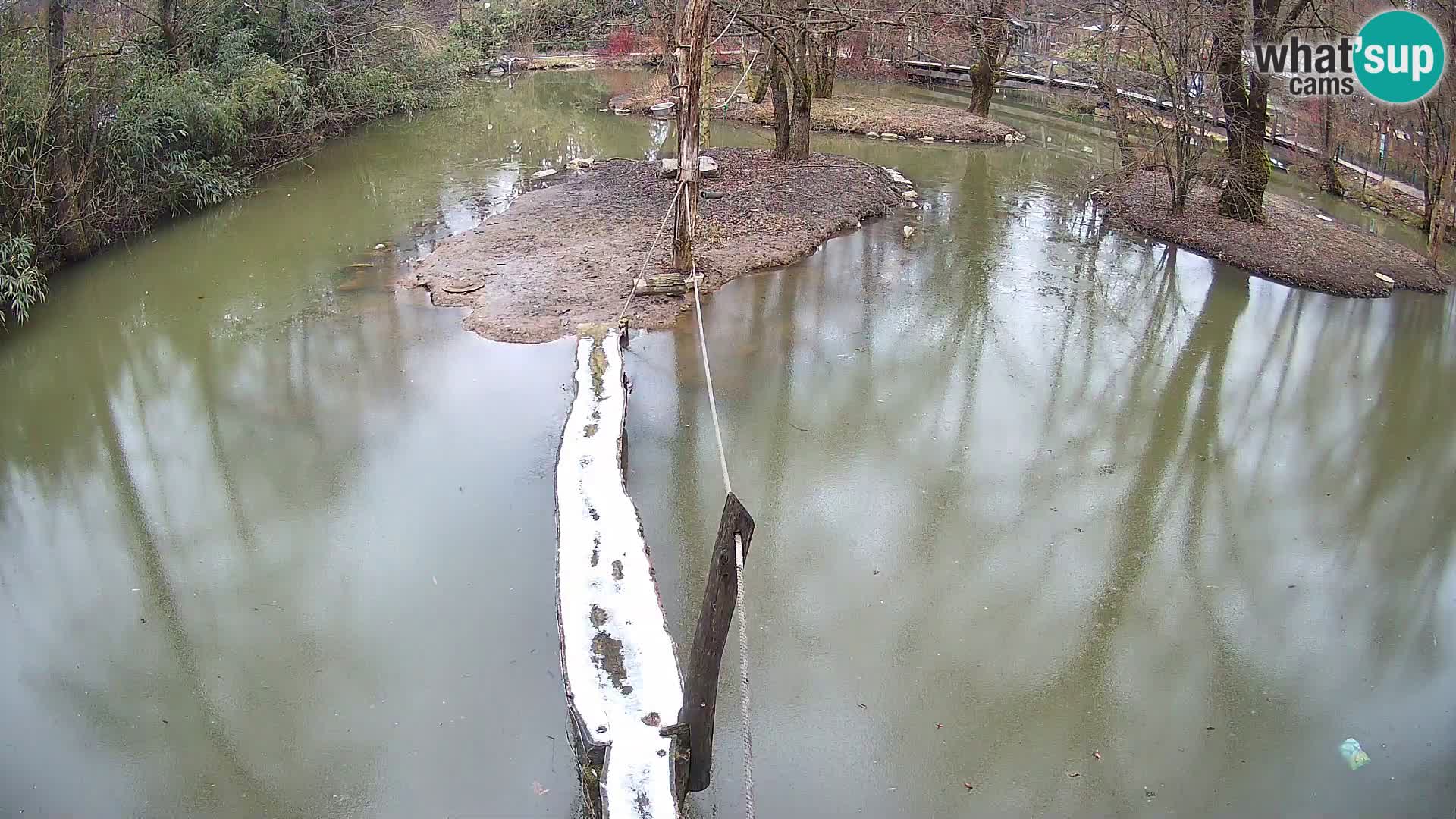 Navadni vari u živo – Ljubljana zoo