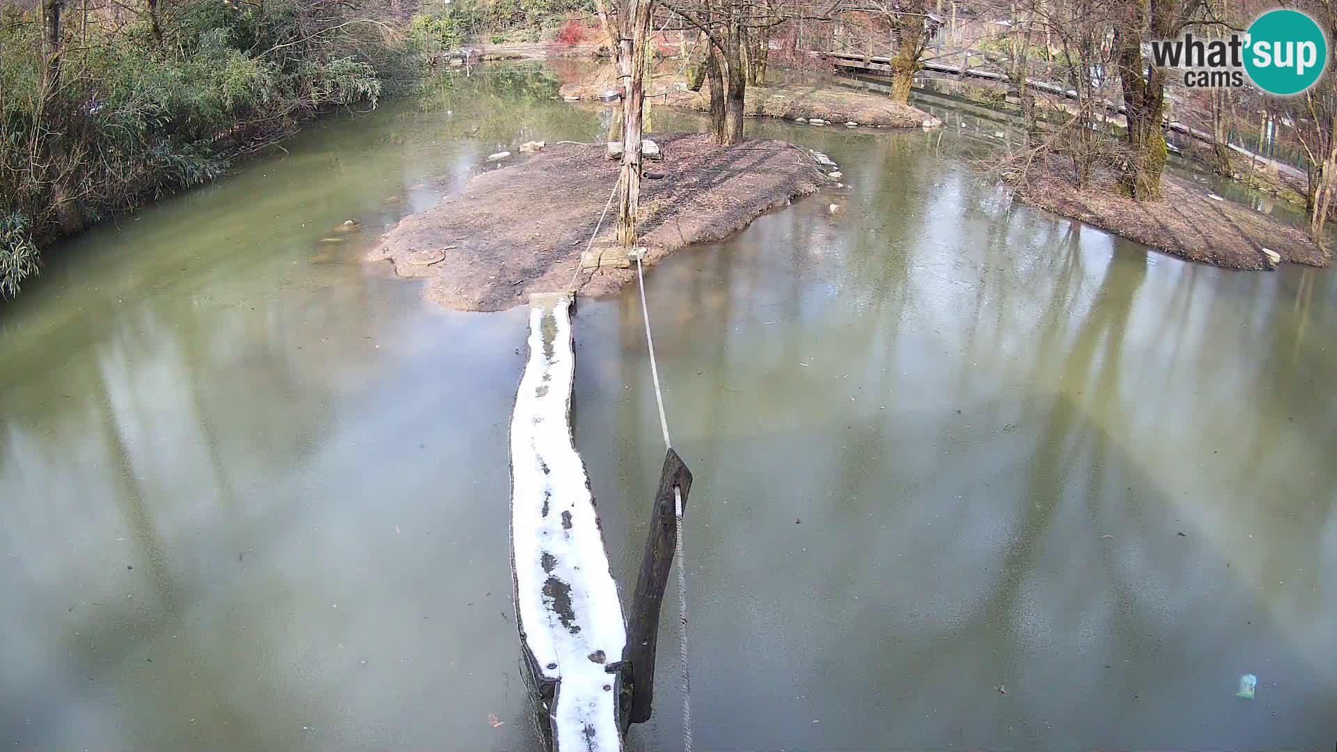 Navadni vari u živo – Ljubljana zoo