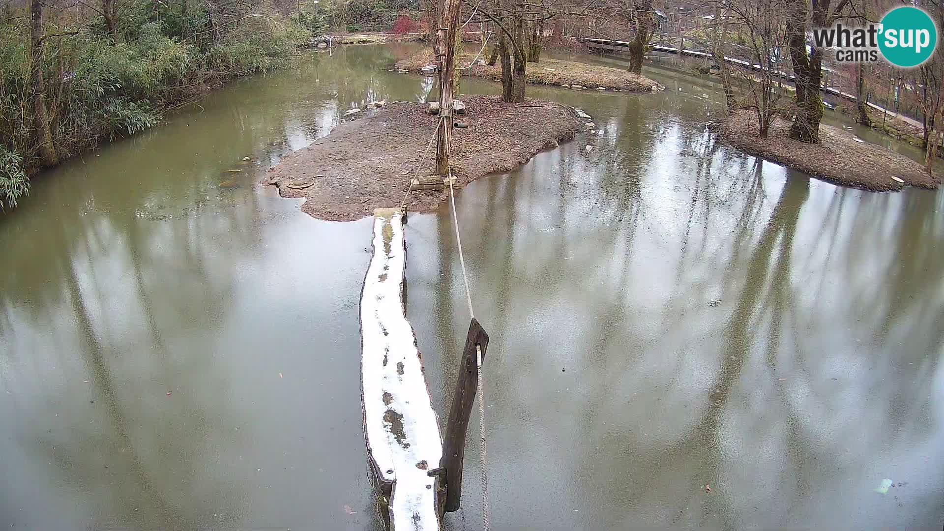 Navadni vari u živo – Ljubljana zoo