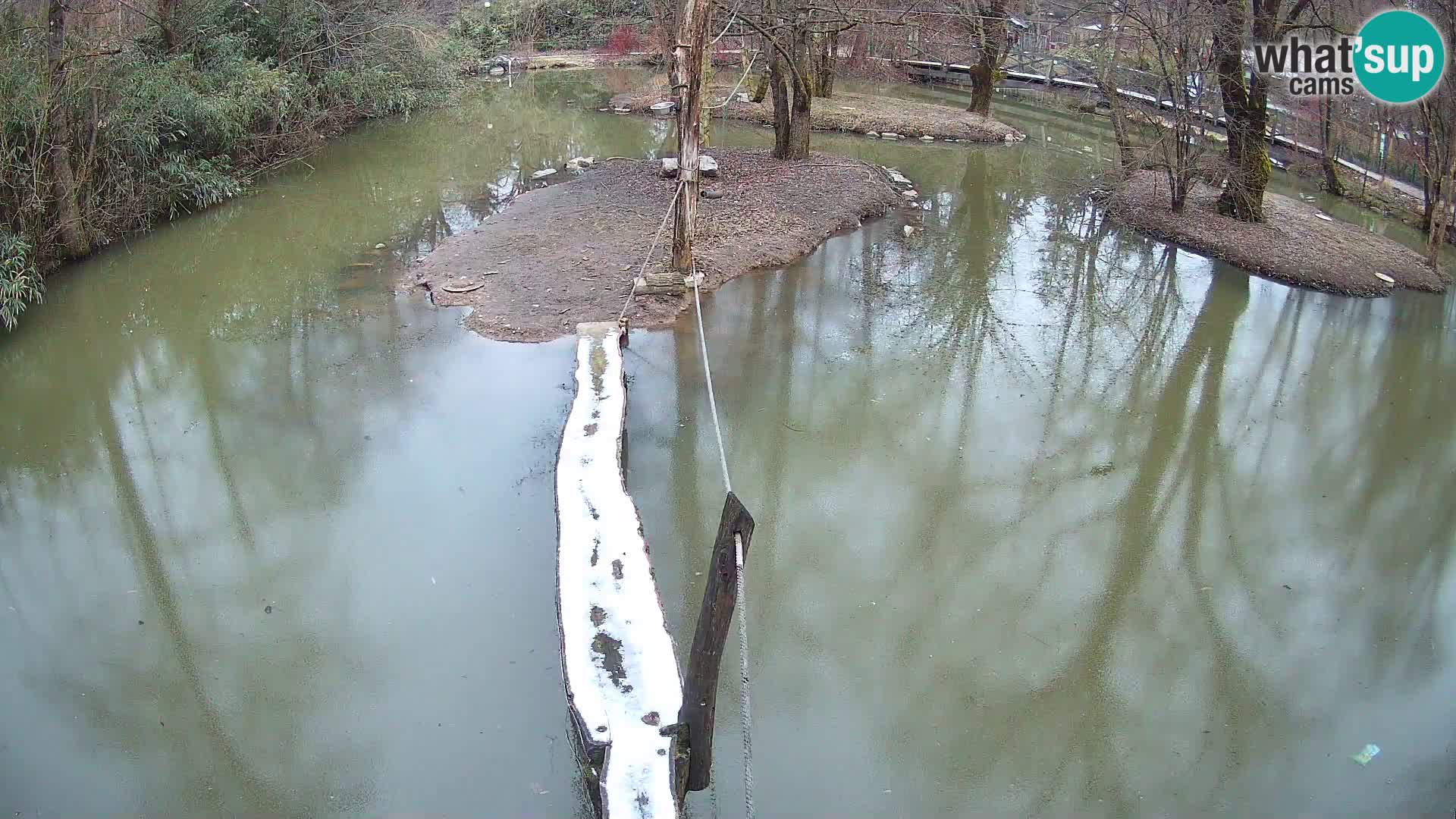 Schwarzweiße Vari Zoo Ljubljana webcam