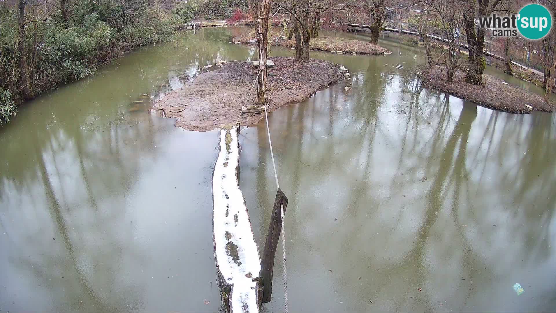 Navadni vari u živo – Ljubljana zoo