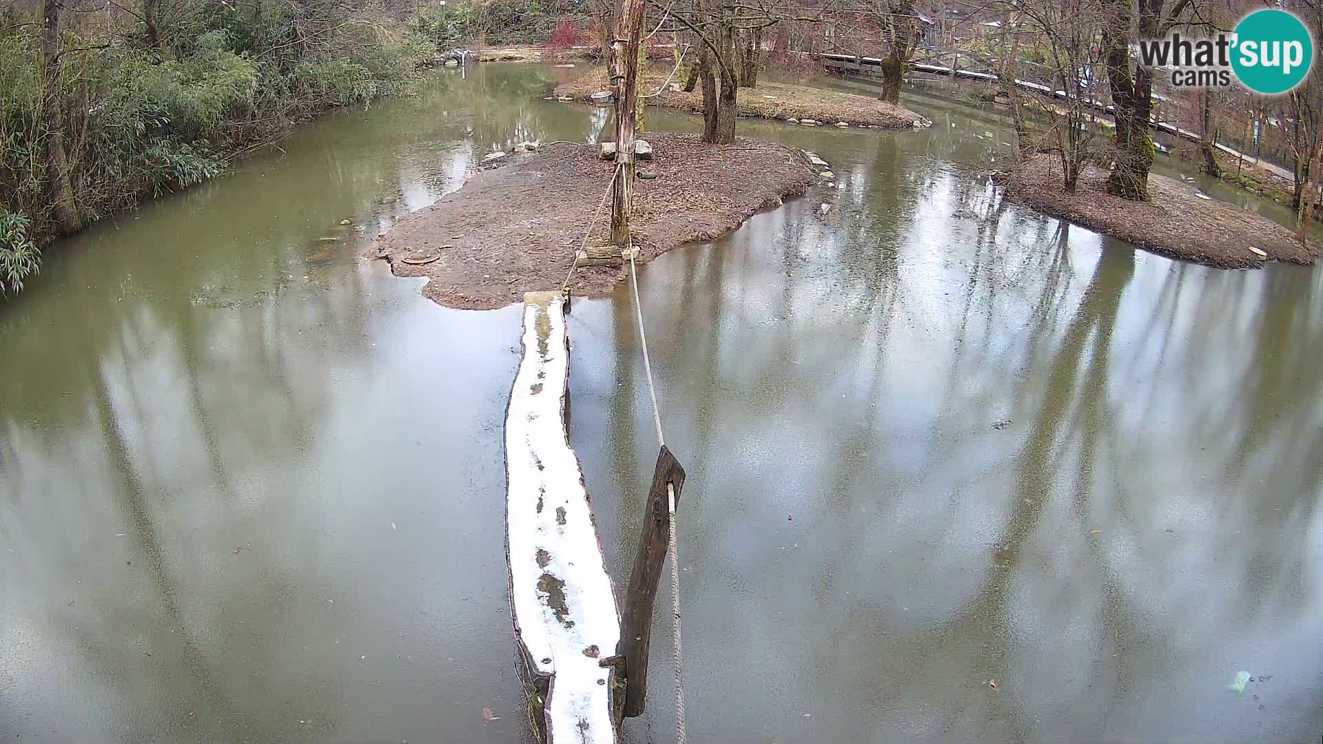 Schwarzweiße Vari Zoo Ljubljana webcam