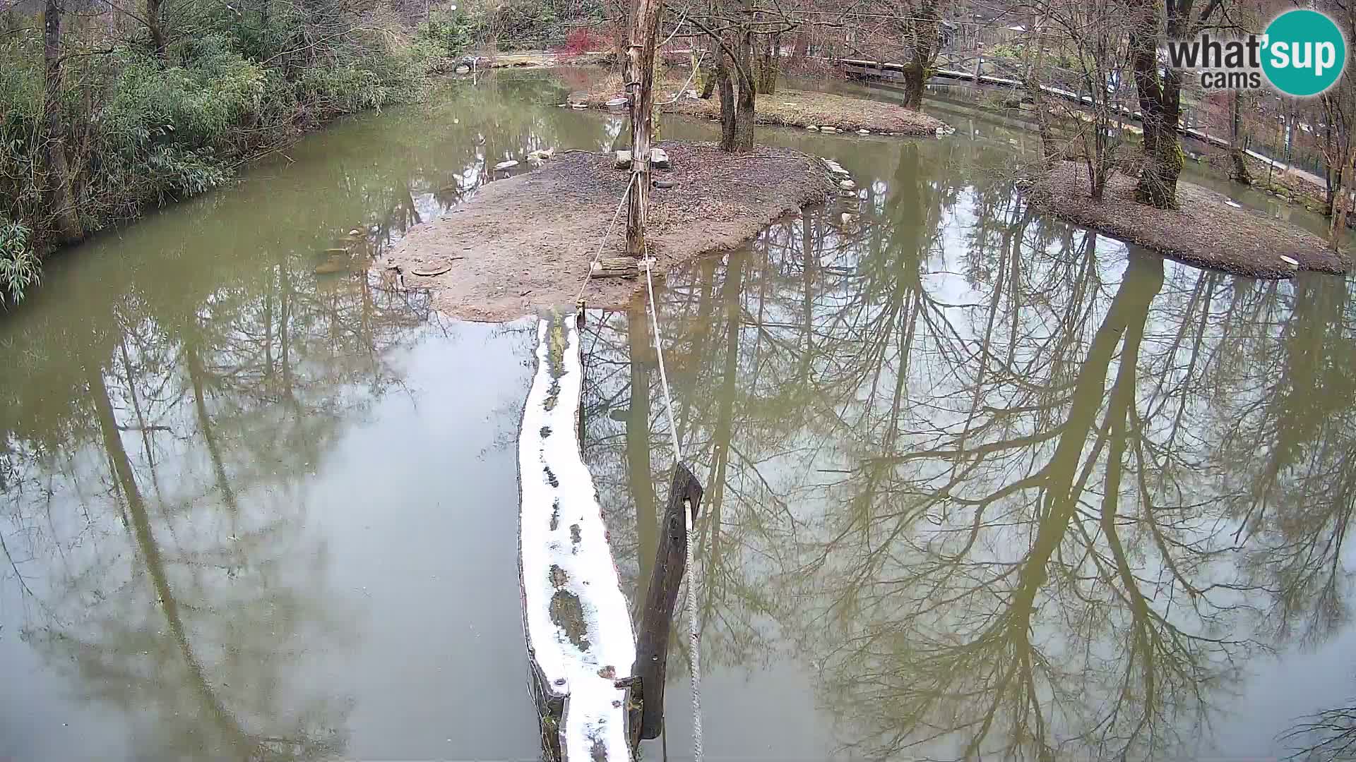 Vari bianconero Zoo Ljubljana webcam