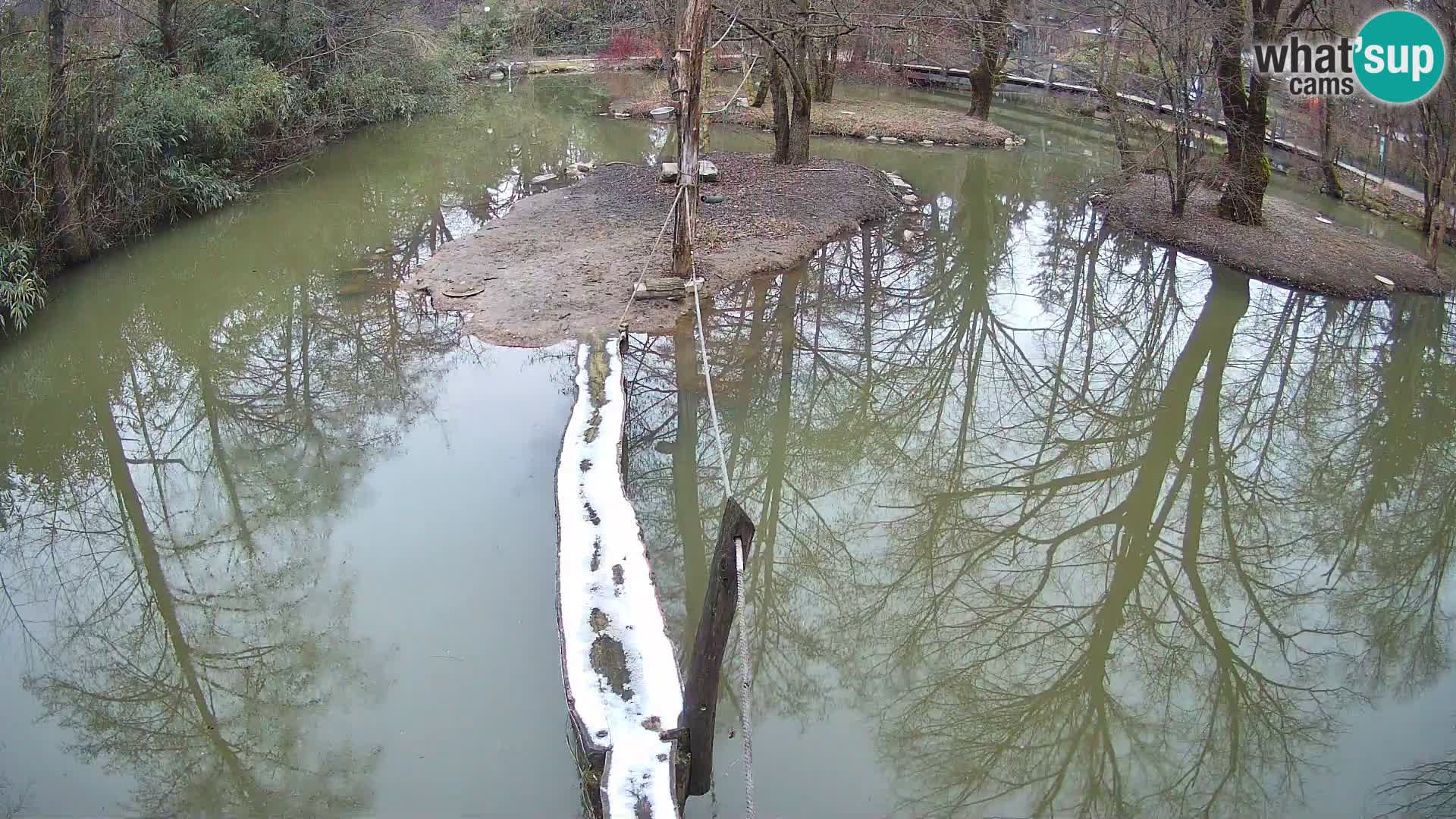 Black and white ruffed lemur Ljubljana Zoo live cam