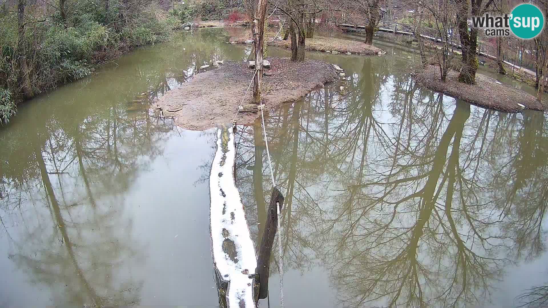 Black and white ruffed lemur Ljubljana Zoo live cam