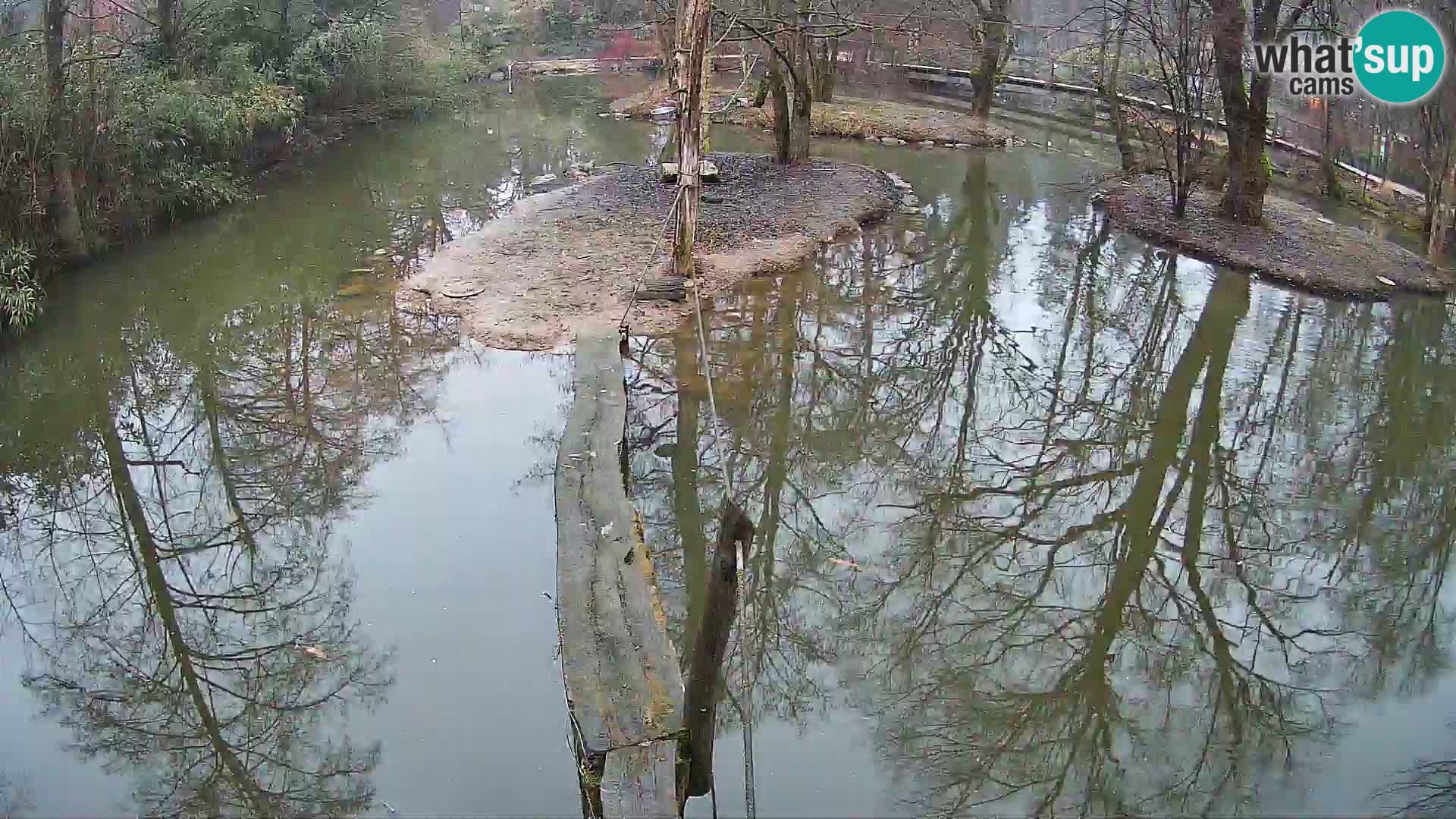 Black and white ruffed lemur Ljubljana Zoo live cam