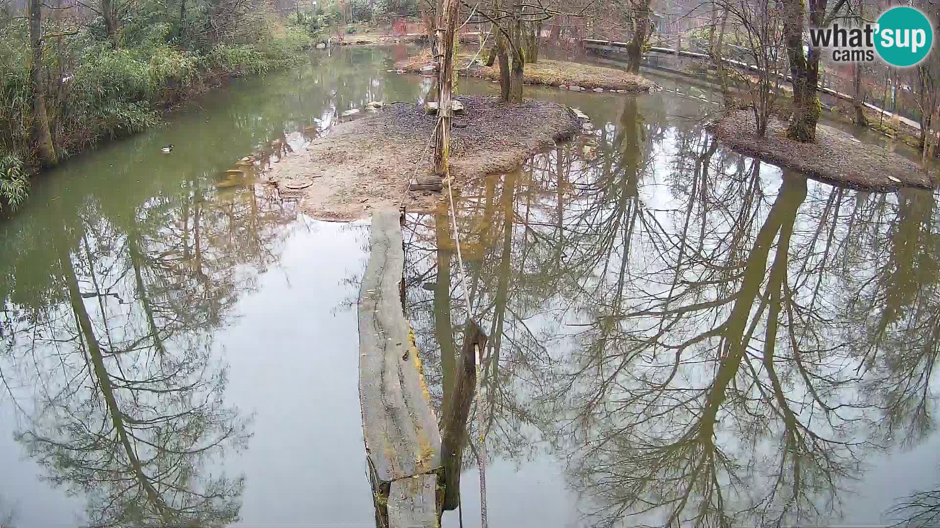 Lémur rufo blanco y negro – Ljubljana Zoo en vivo