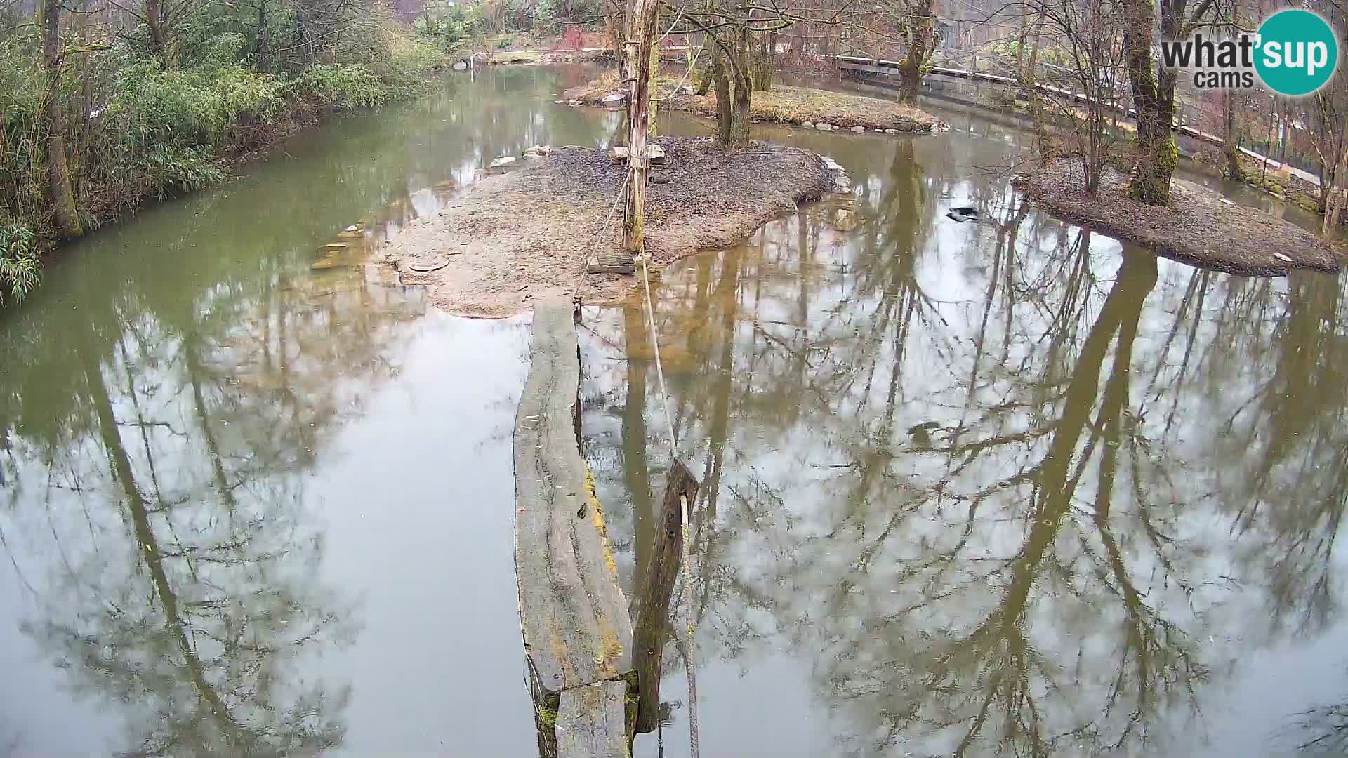 Schwarzweiße Vari Zoo Ljubljana webcam