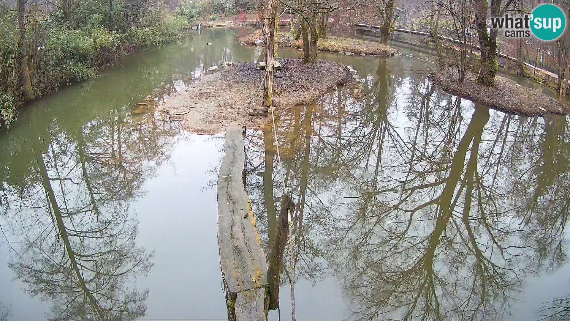 Schwarzweiße Vari Zoo Ljubljana webcam