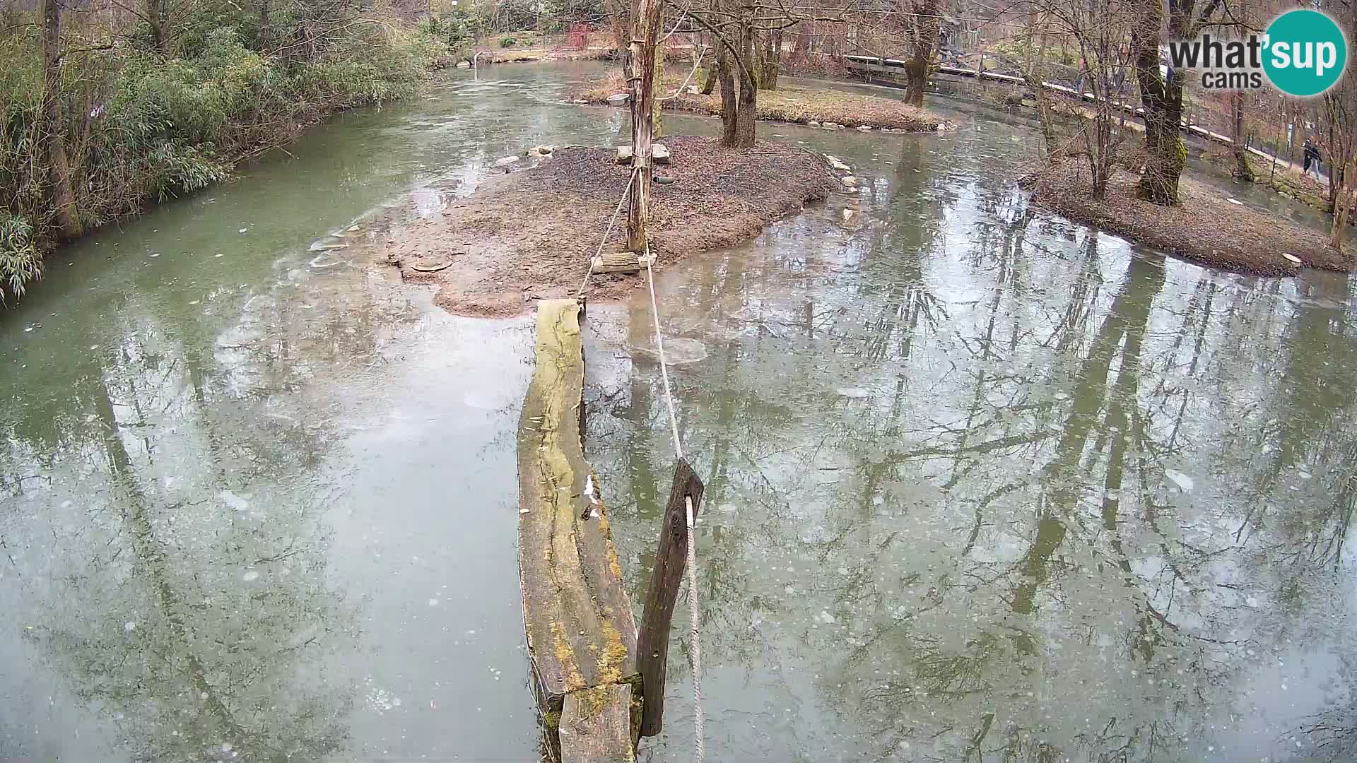 Lémur rufo blanco y negro – Ljubljana Zoo en vivo