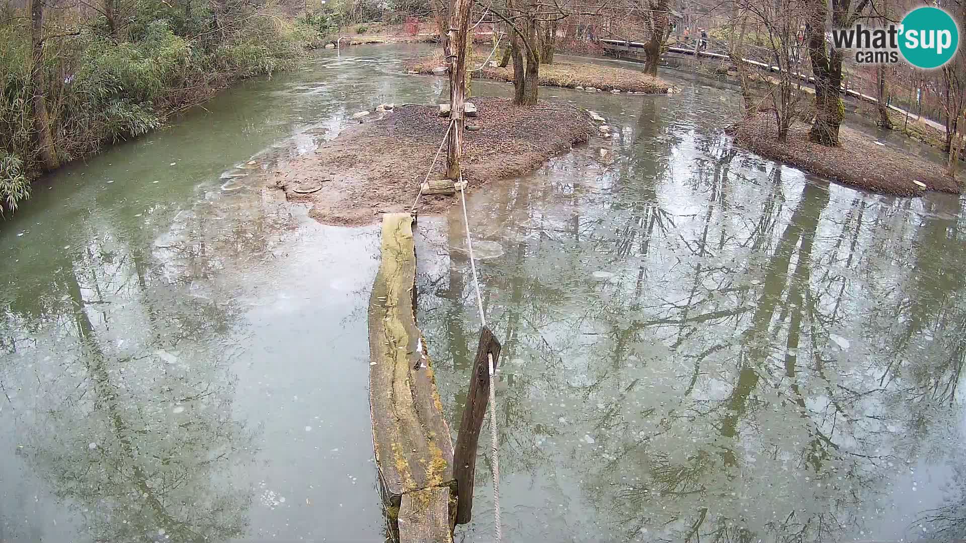 Lémur rufo blanco y negro – Ljubljana Zoo en vivo