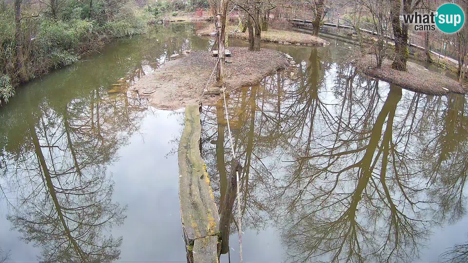 Lémur rufo blanco y negro – Ljubljana Zoo en vivo