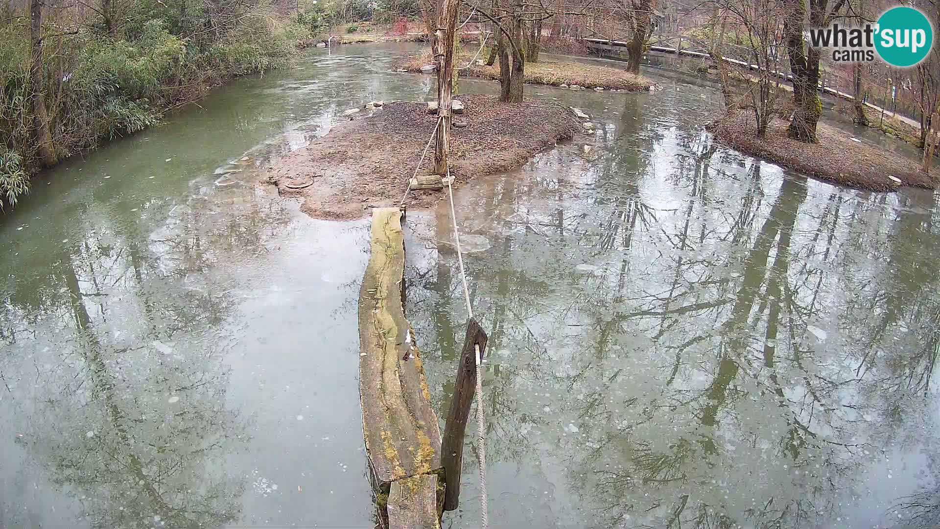 Lémur rufo blanco y negro – Ljubljana Zoo en vivo