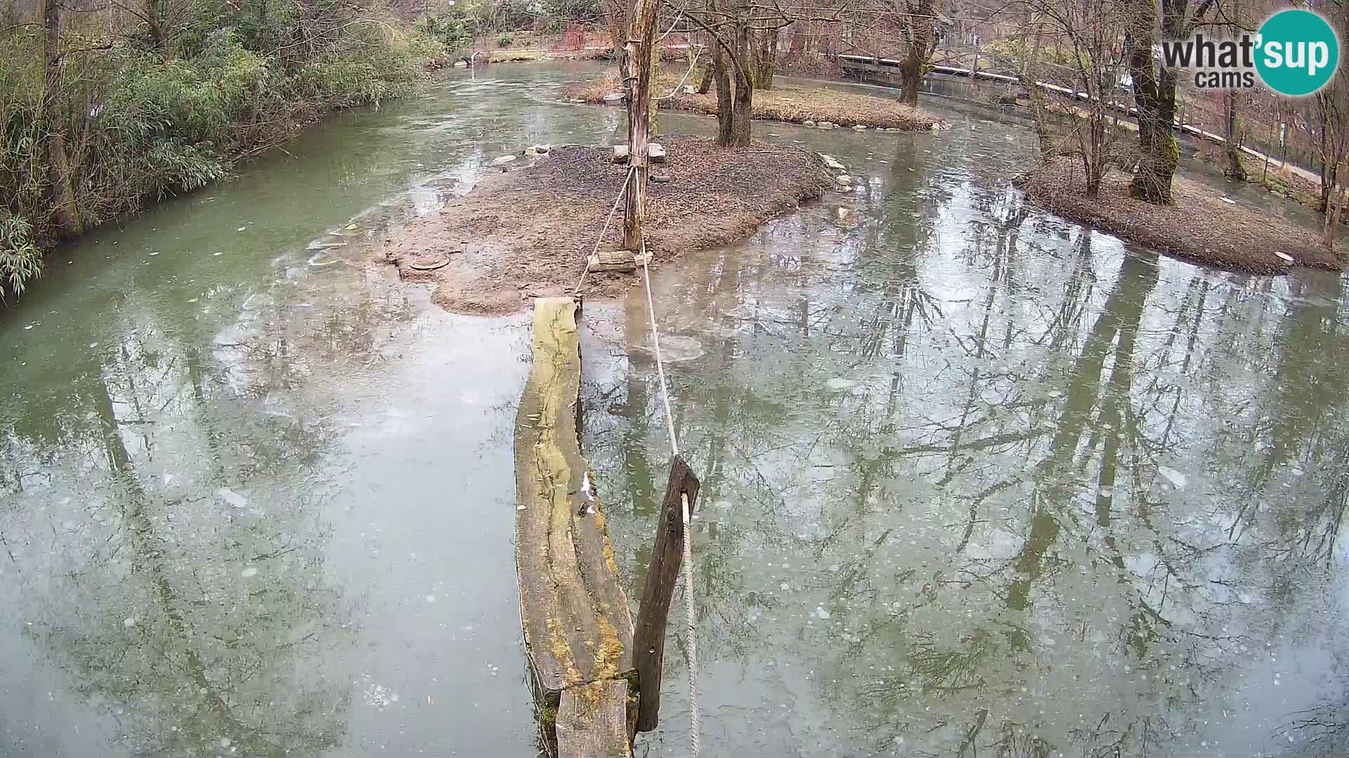 Schwarzweiße Vari Zoo Ljubljana webcam