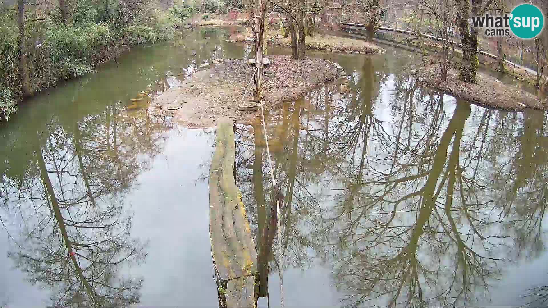 Schwarzweiße Vari Zoo Ljubljana webcam