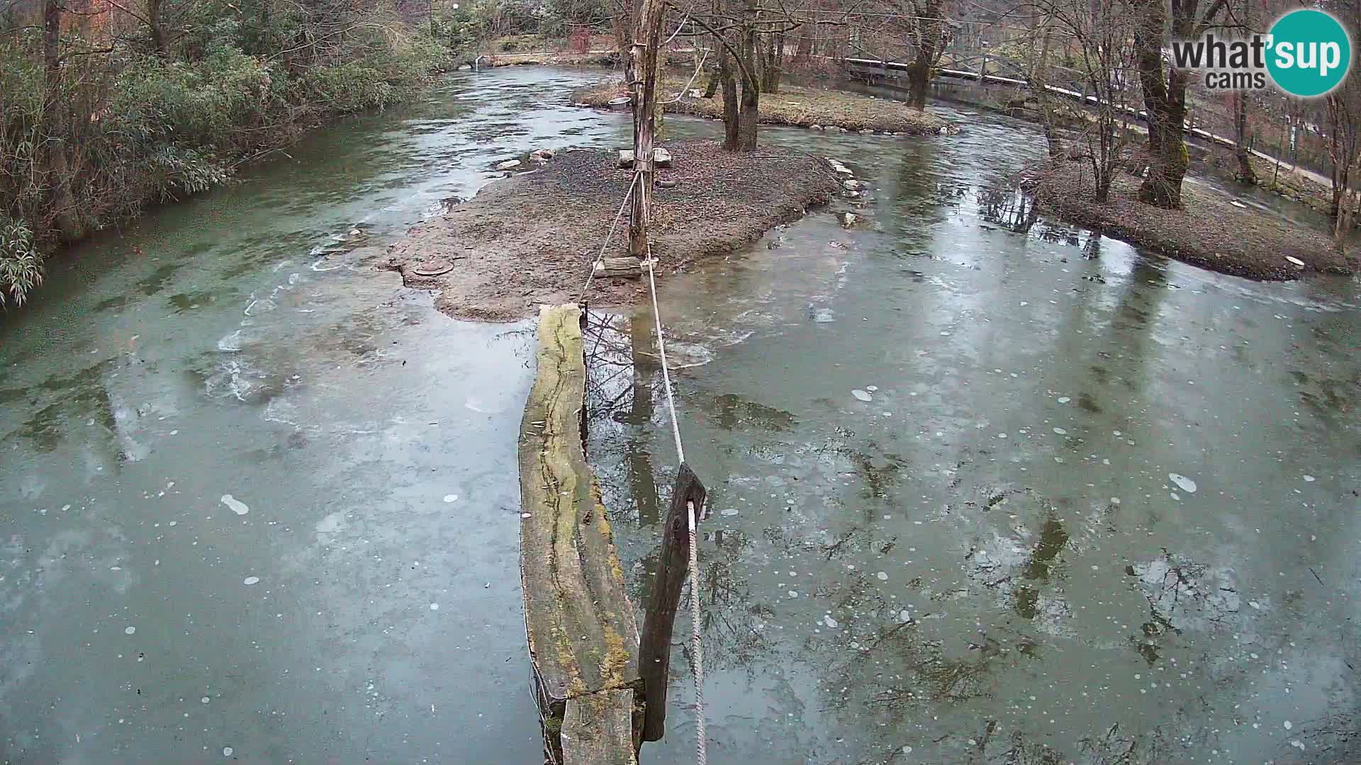 Vari bianconero Zoo Ljubljana webcam