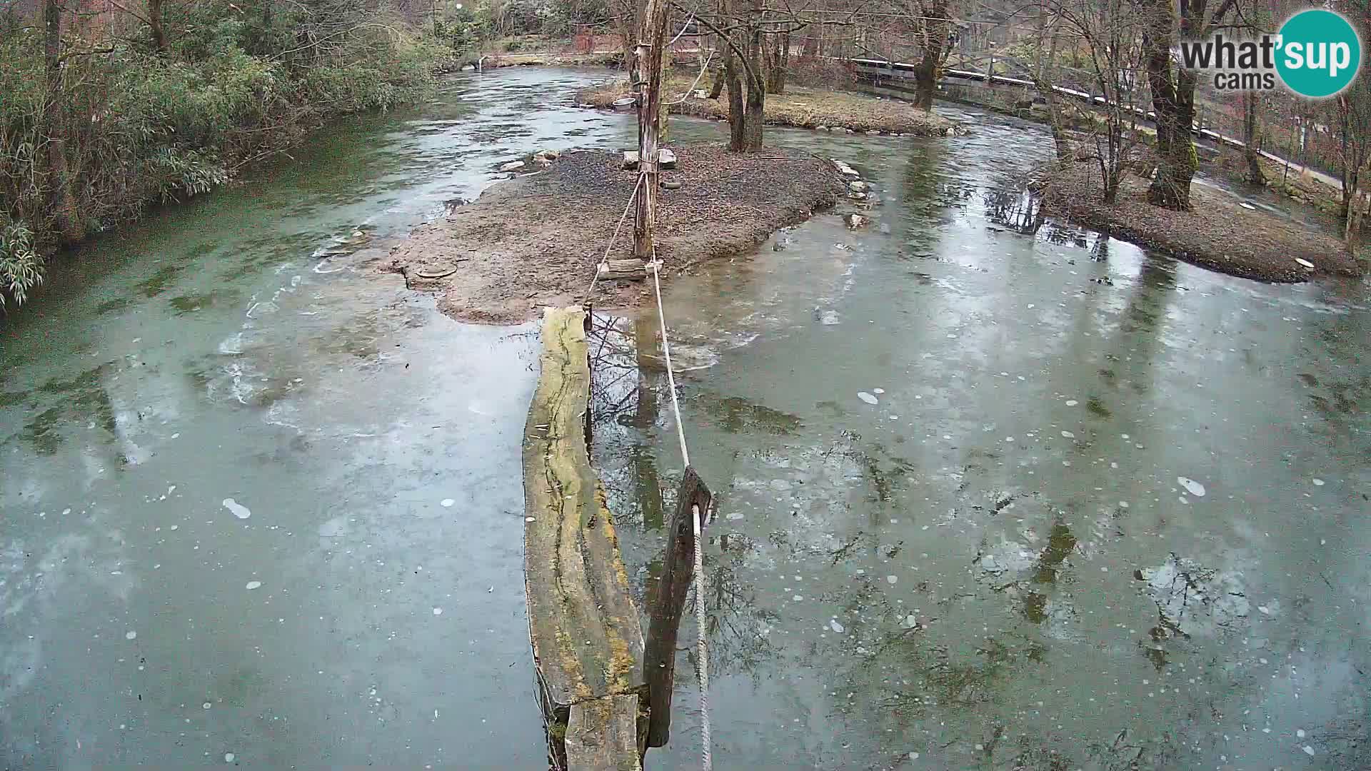 Lémur rufo blanco y negro – Ljubljana Zoo en vivo