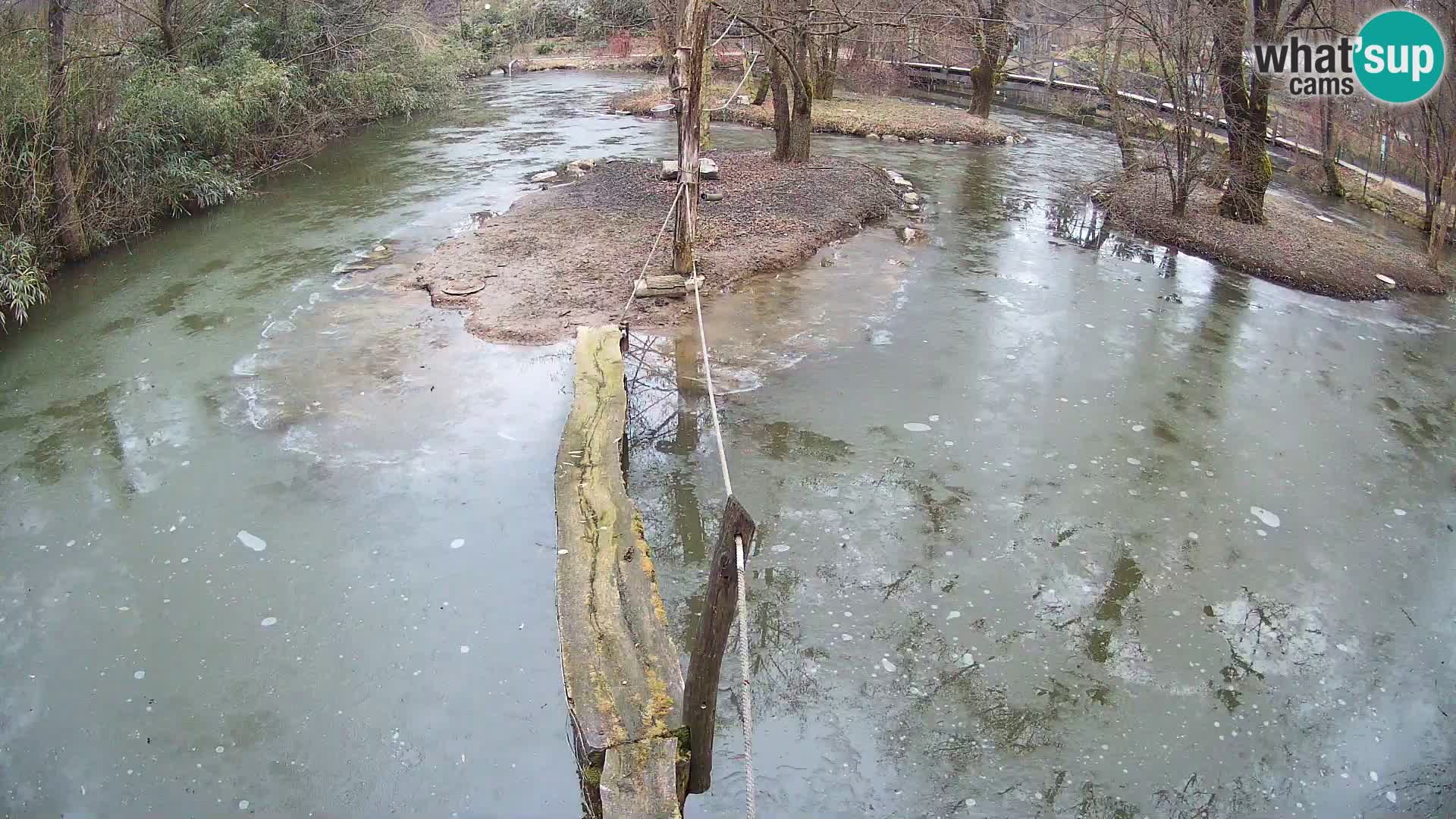 Schwarzweiße Vari Zoo Ljubljana webcam